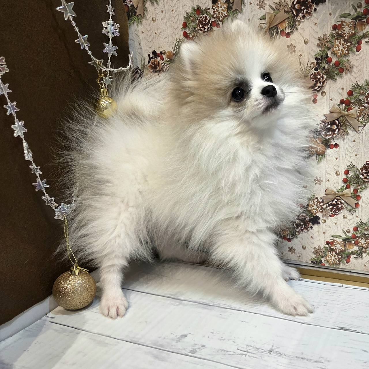 長野県のポメラニアン (犬の家＆猫の里カインズ梓川店/2025年7月21日生まれ/女の子/パーティーカラー)の子犬の1枚目の画像