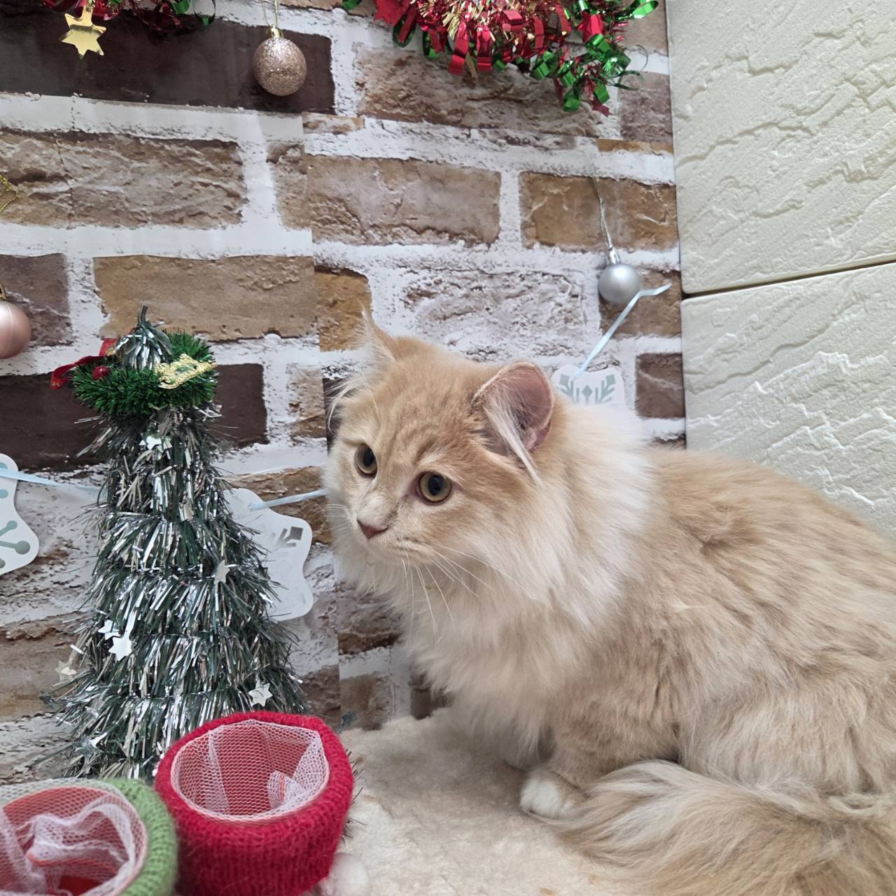 長野県のサイベリアン (犬の家＆猫の里カインズ梓川店/2025年7月8日生まれ/男の子/クリームタビーホワイト)の子猫の1枚目の画像