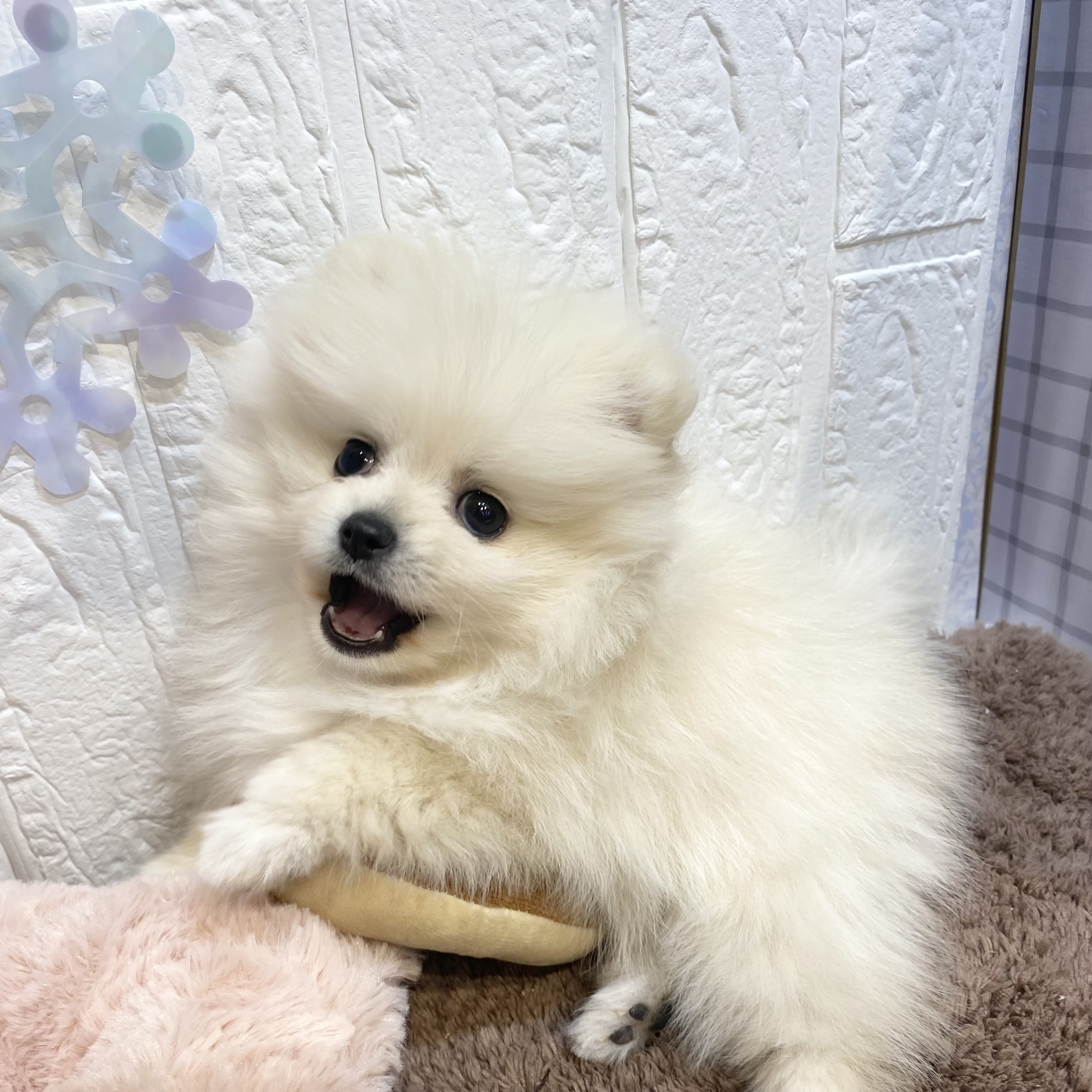 長野県のポメラニアン (犬の家＆猫の里カインズ梓川店/2025年11月23日生まれ/女の子/クリーム)の子犬の1枚目の画像