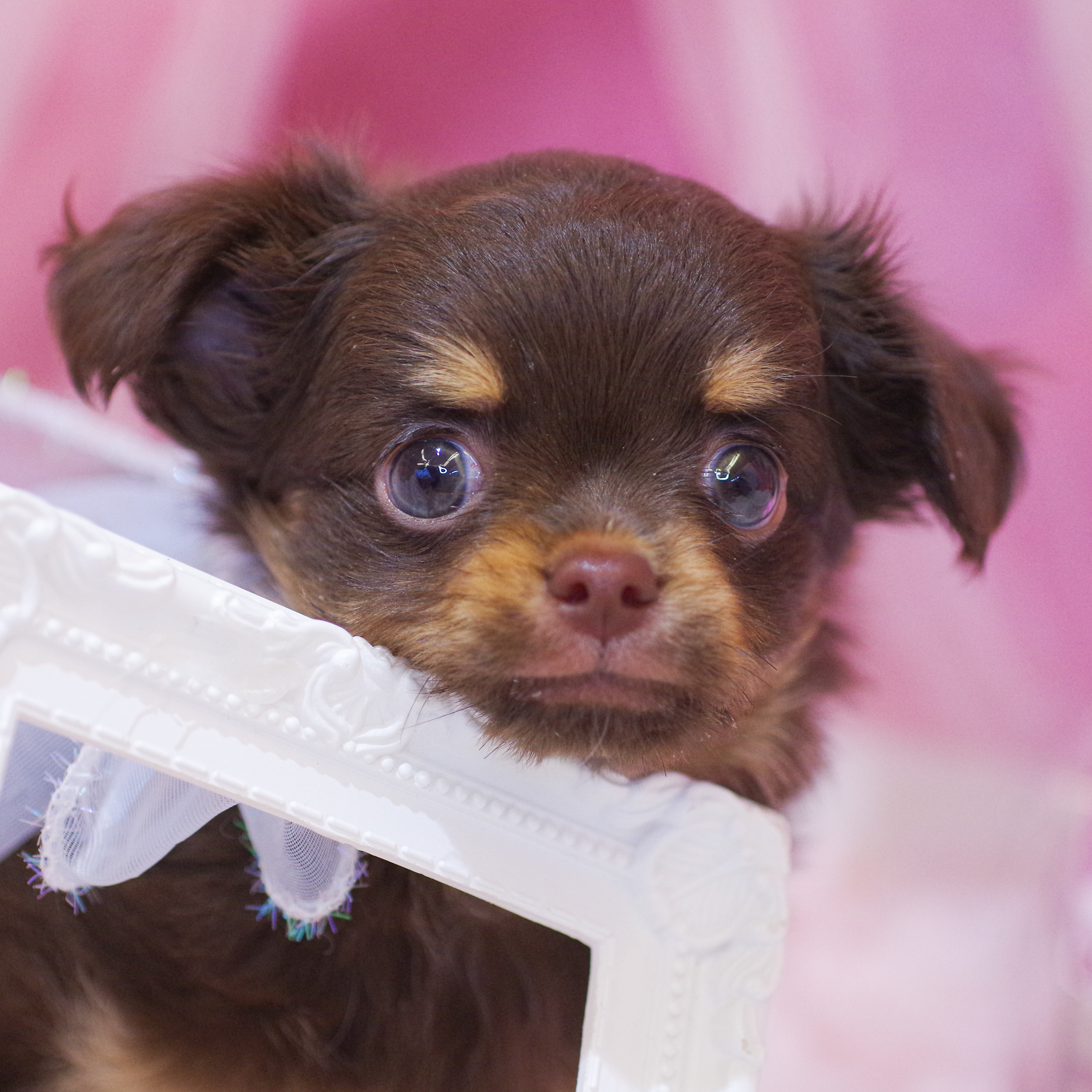 静岡県のチワワ(ロング) (犬の家＆猫の里富士店/2025年12月21日生まれ/男の子/チョコレートタンホワイト)の子犬の1枚目の画像