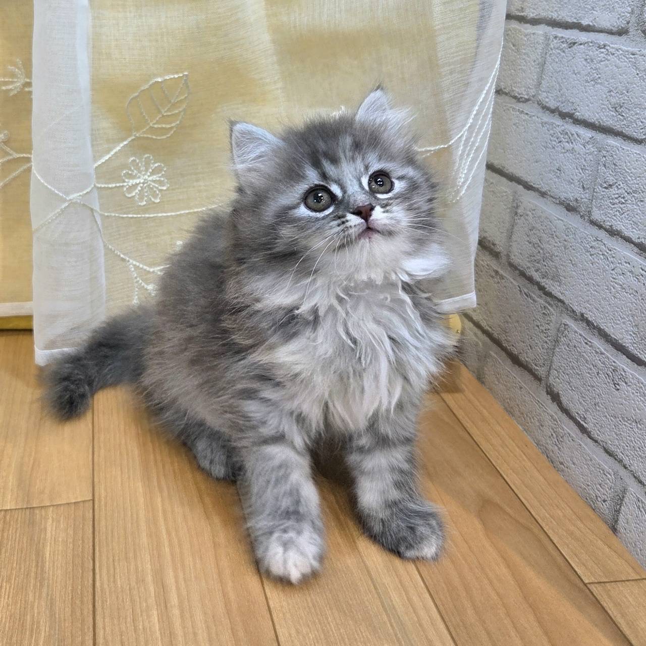 長野県のサイベリアン (犬の家＆猫の里カインズ梓川店/2026年2月2日生まれ/女の子/ブルータビー)の子猫の1枚目の画像