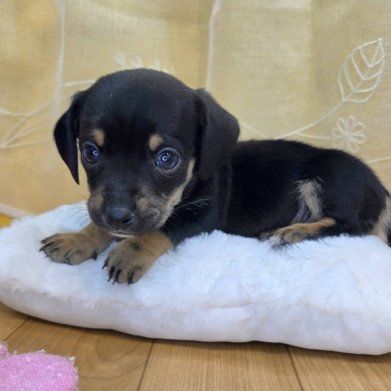長野県のチワックス(チワワ×ダックス) (犬の家＆猫の里カインズ梓川店/2026年2月8日生まれ/女の子/ブラックタンホワイト)の子犬の1枚目の画像