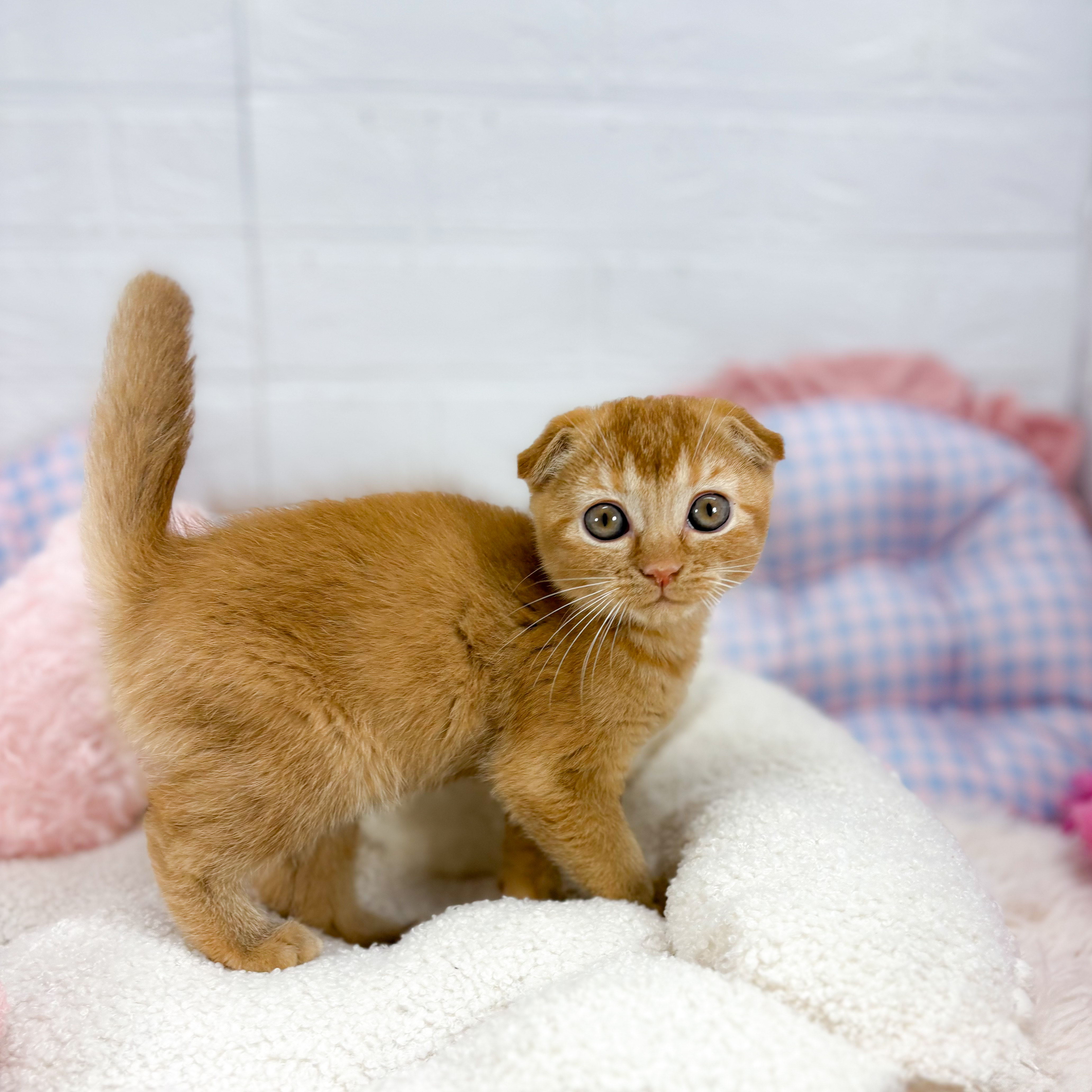 神奈川県のスコティッシュフォールド (犬の家＆猫の里元住吉ブレーメン通り店/2025年9月23日生まれ/女の子/レッドタビー)の子猫の1枚目の画像