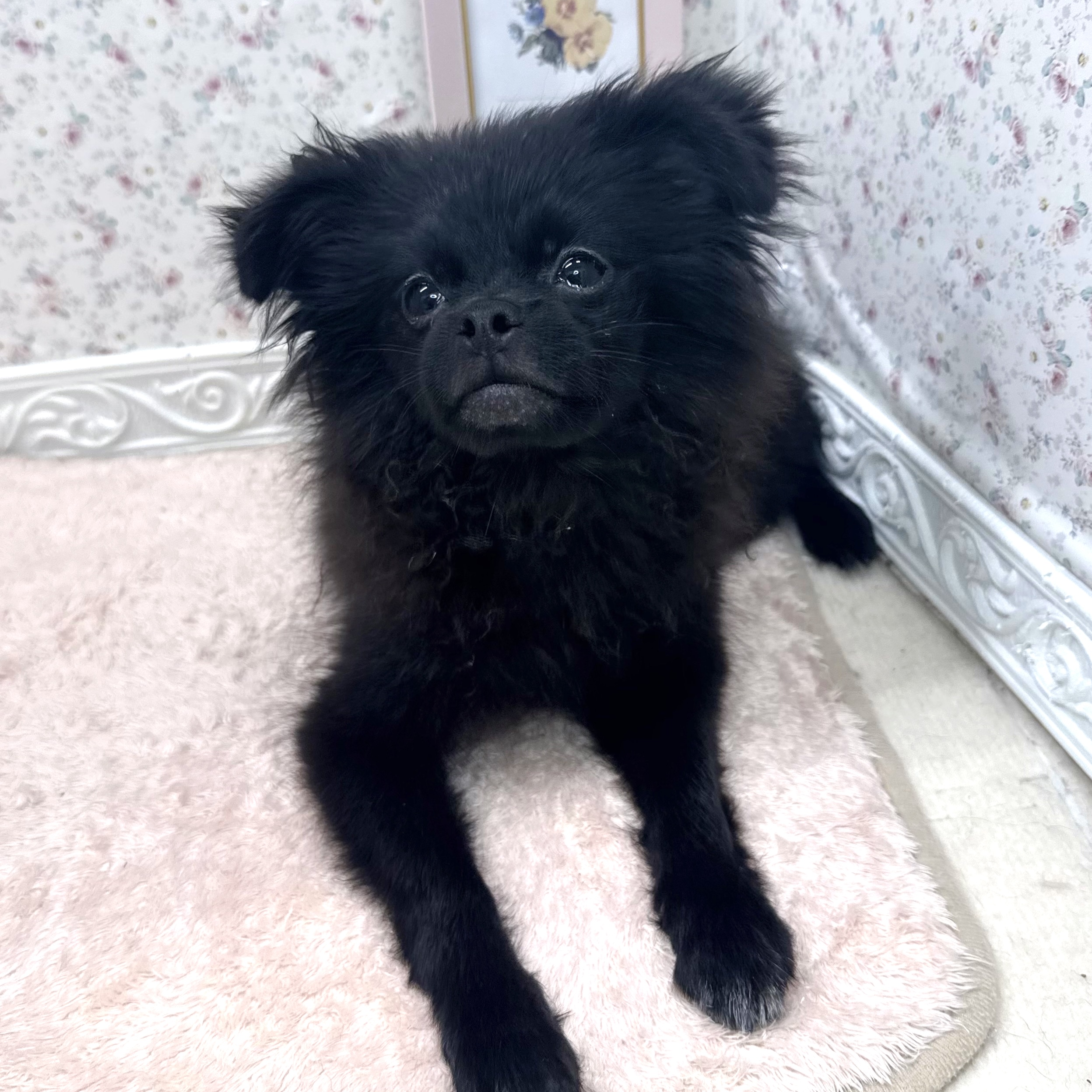 ハーフ犬女の子の写真