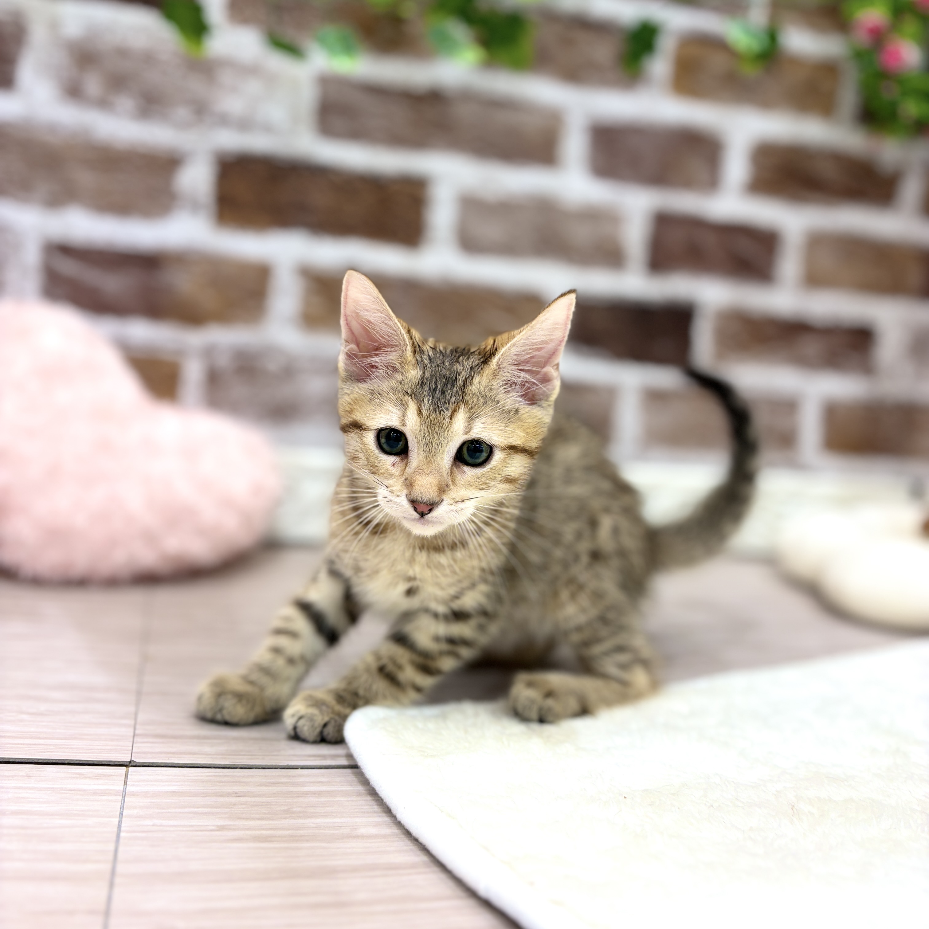三重県のマンチカン (犬の家＆猫の里三重桑名店/2026年3月6日生まれ/男の子/ブラウンタビー)の子猫