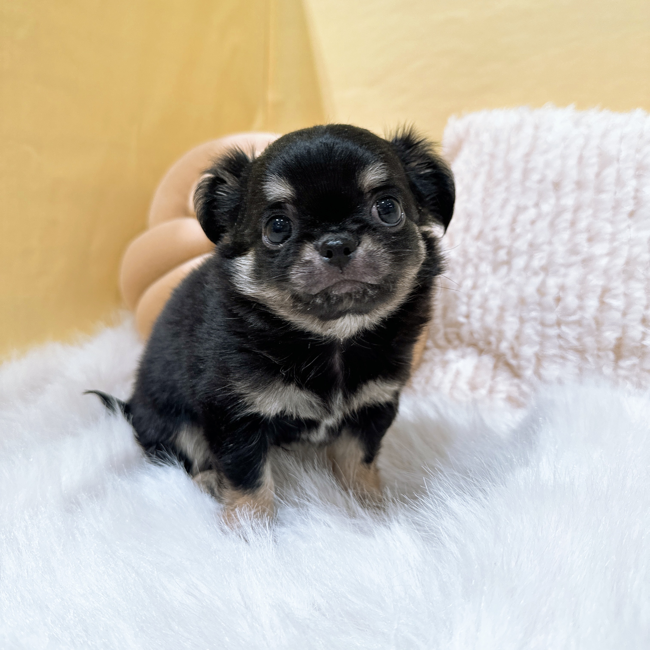 チワワ（ロング）男の子の写真