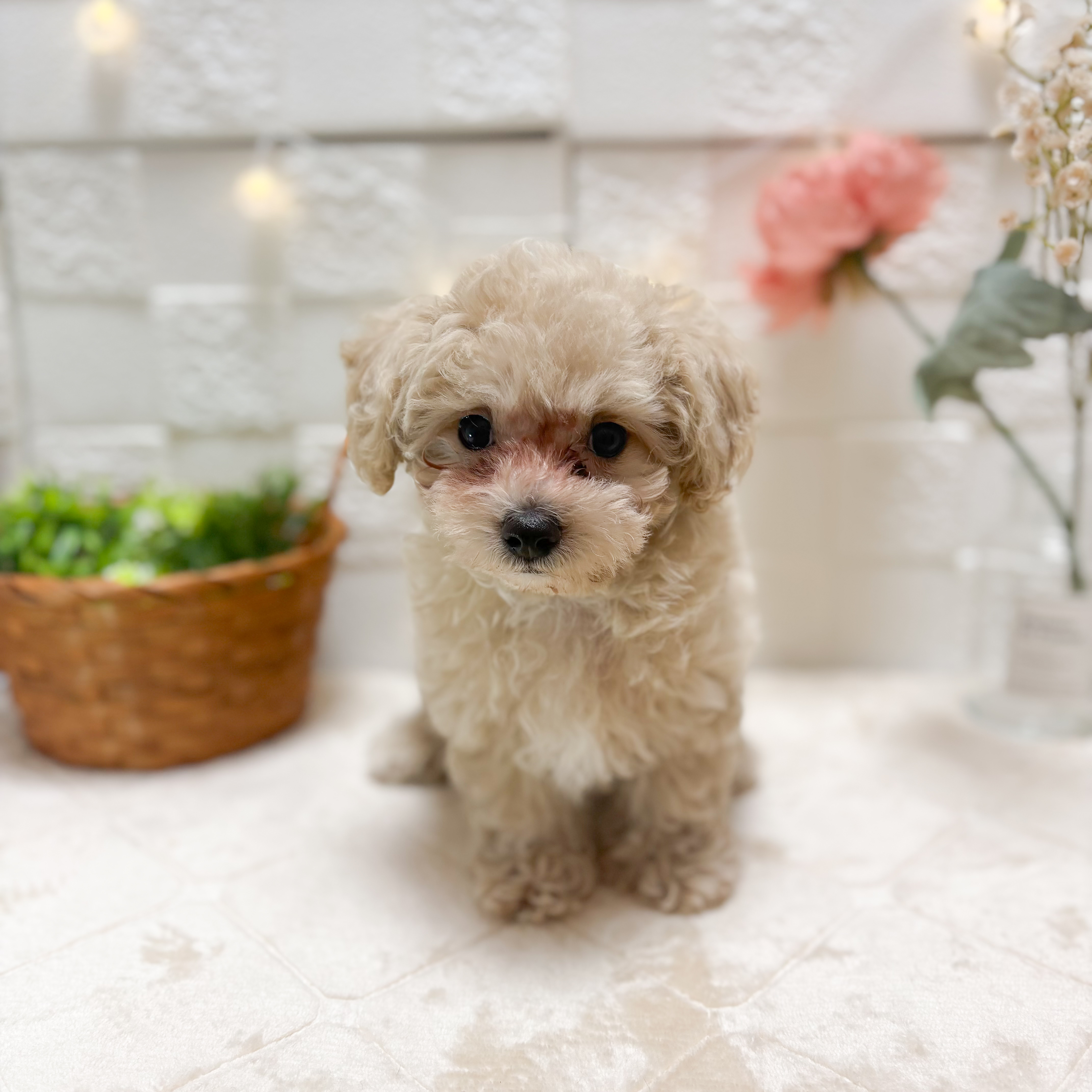 東京都のマルプー(マルチーズ×プードル) (犬の家＆猫の里ペットフォレスト小平店/2026年2月8日生まれ/男の子/クリーム)の子犬の1枚目の画像
