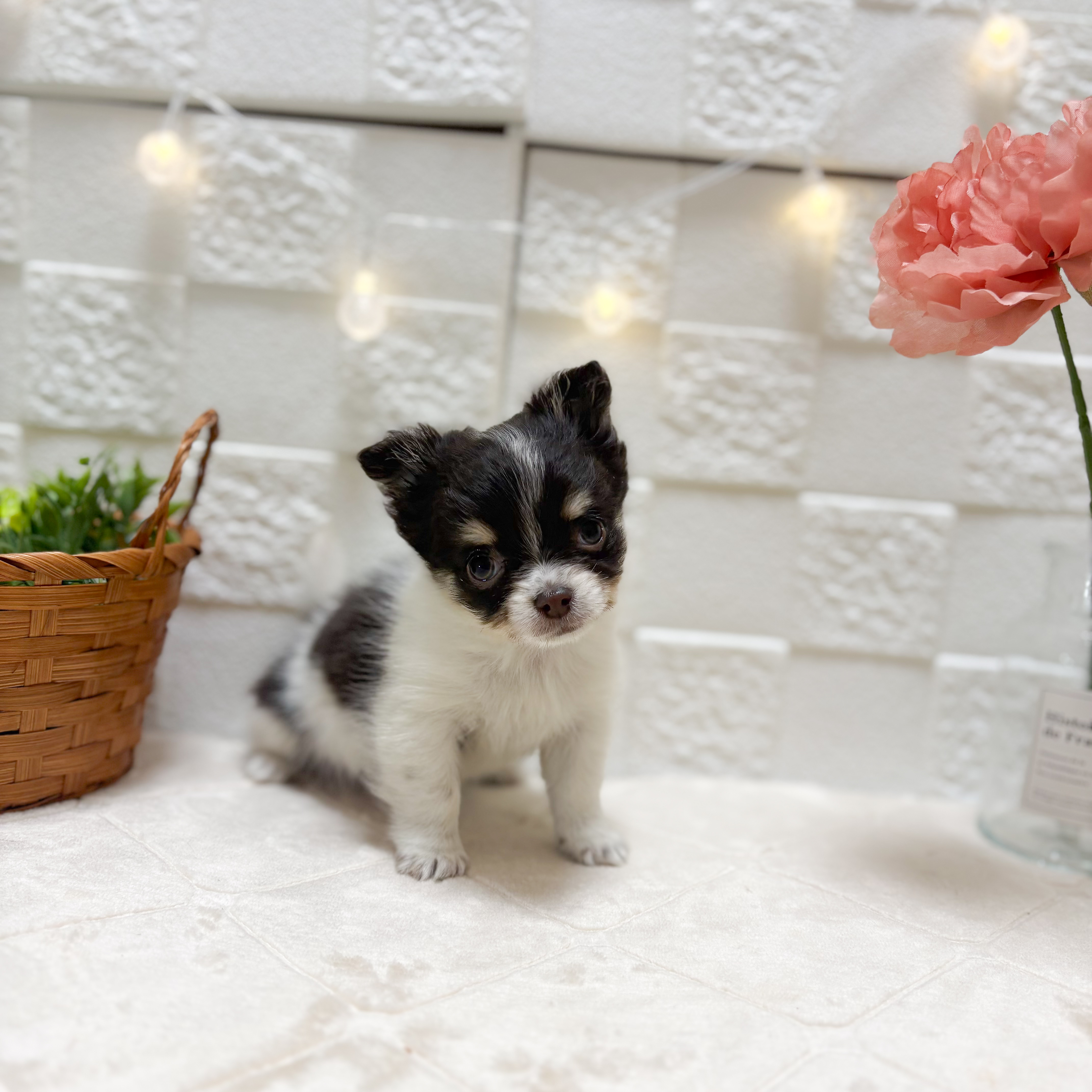 東京都のチワワ(ロング) (犬の家＆猫の里ペットフォレスト小平店/2026年2月10日生まれ/女の子/チョコレートタンホワイト)の子犬の1枚目の画像