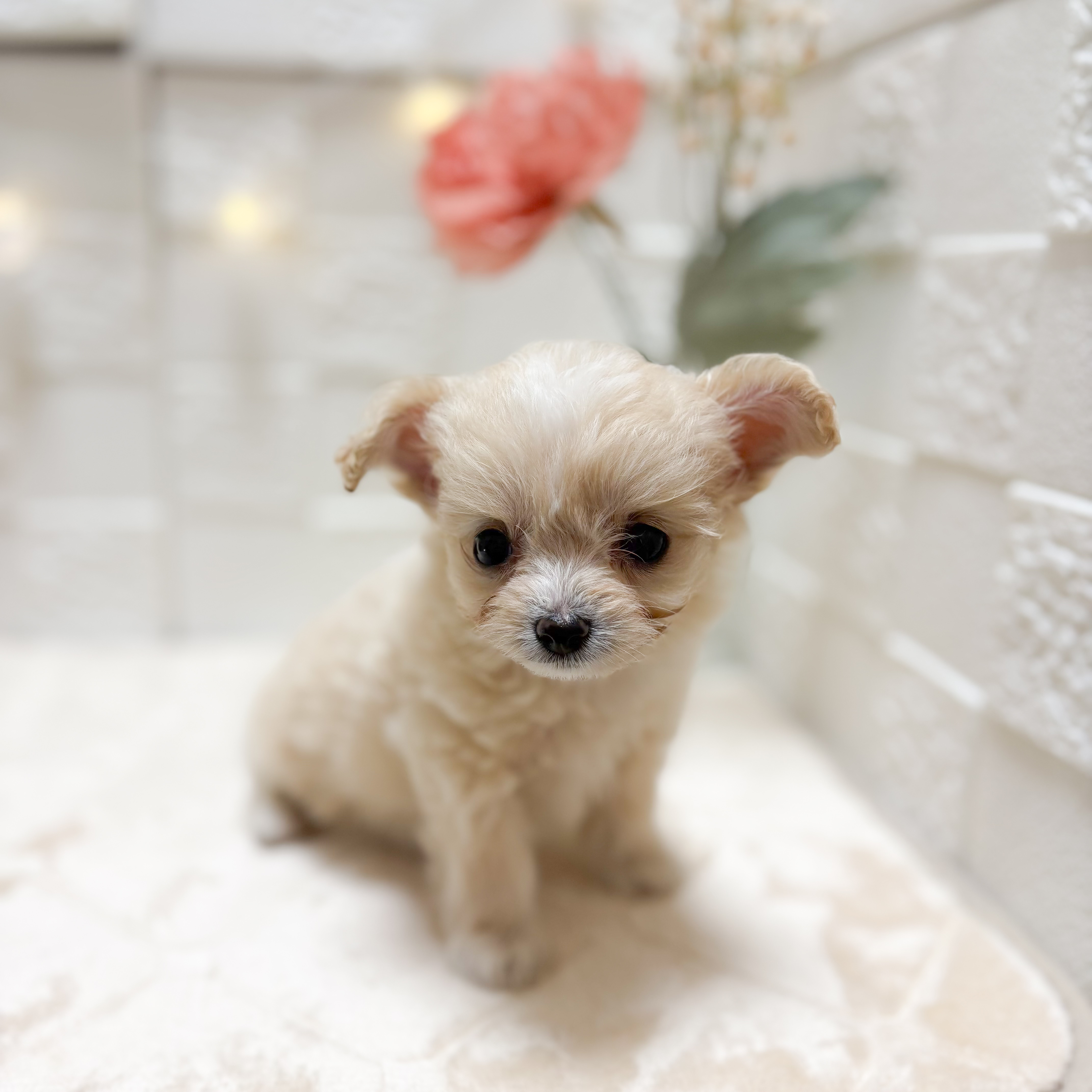 東京都のチワプー/プーチー(チワワ×プードル) (犬の家＆猫の里ペットフォレスト小平店/2026年2月9日生まれ/女の子/クリーム)の子犬の1枚目の画像