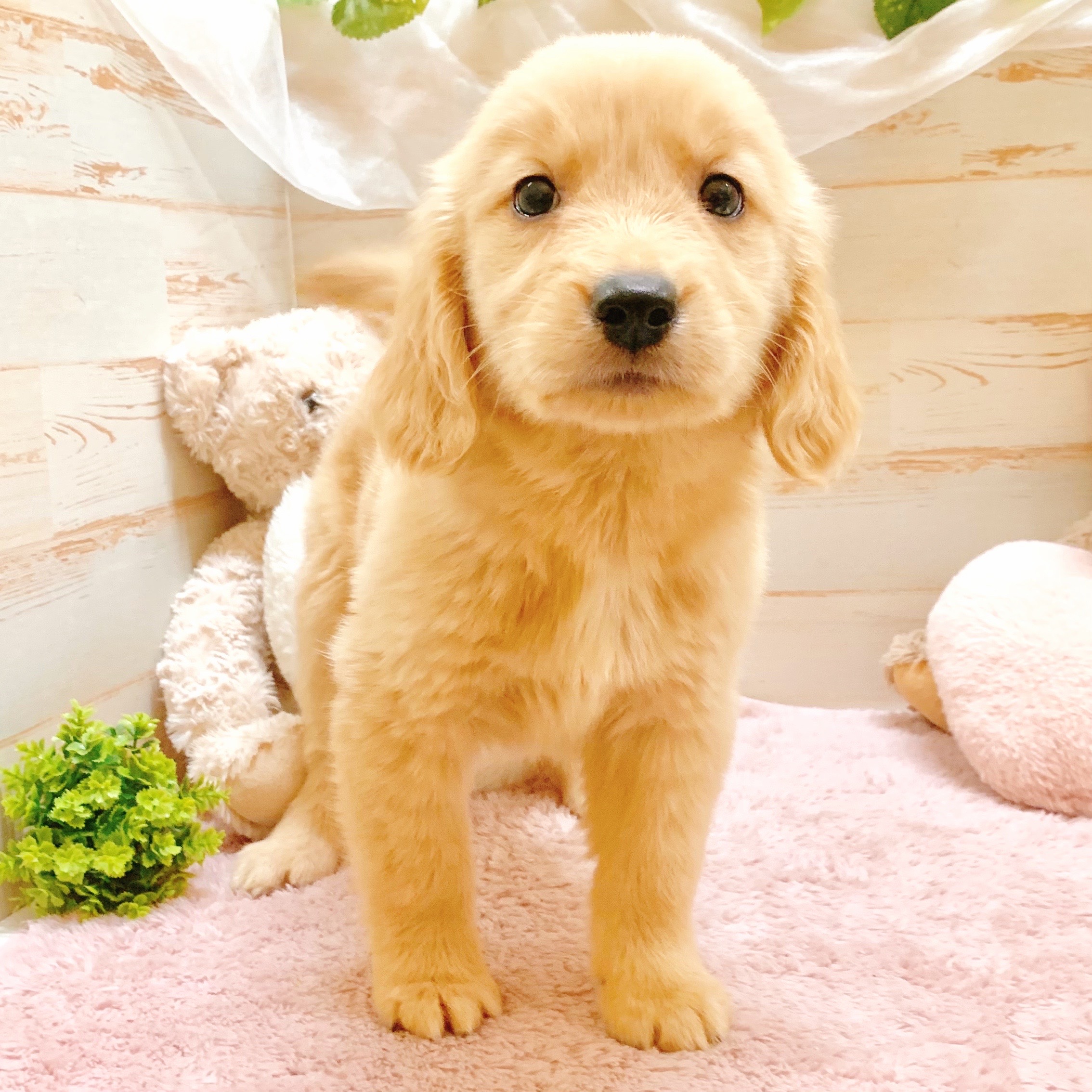 兵庫県のゴールデンレトリバー (犬の家＆猫の里神戸店/2025年10月3日生まれ/女の子/ゴールデン)の子犬の1枚目の画像