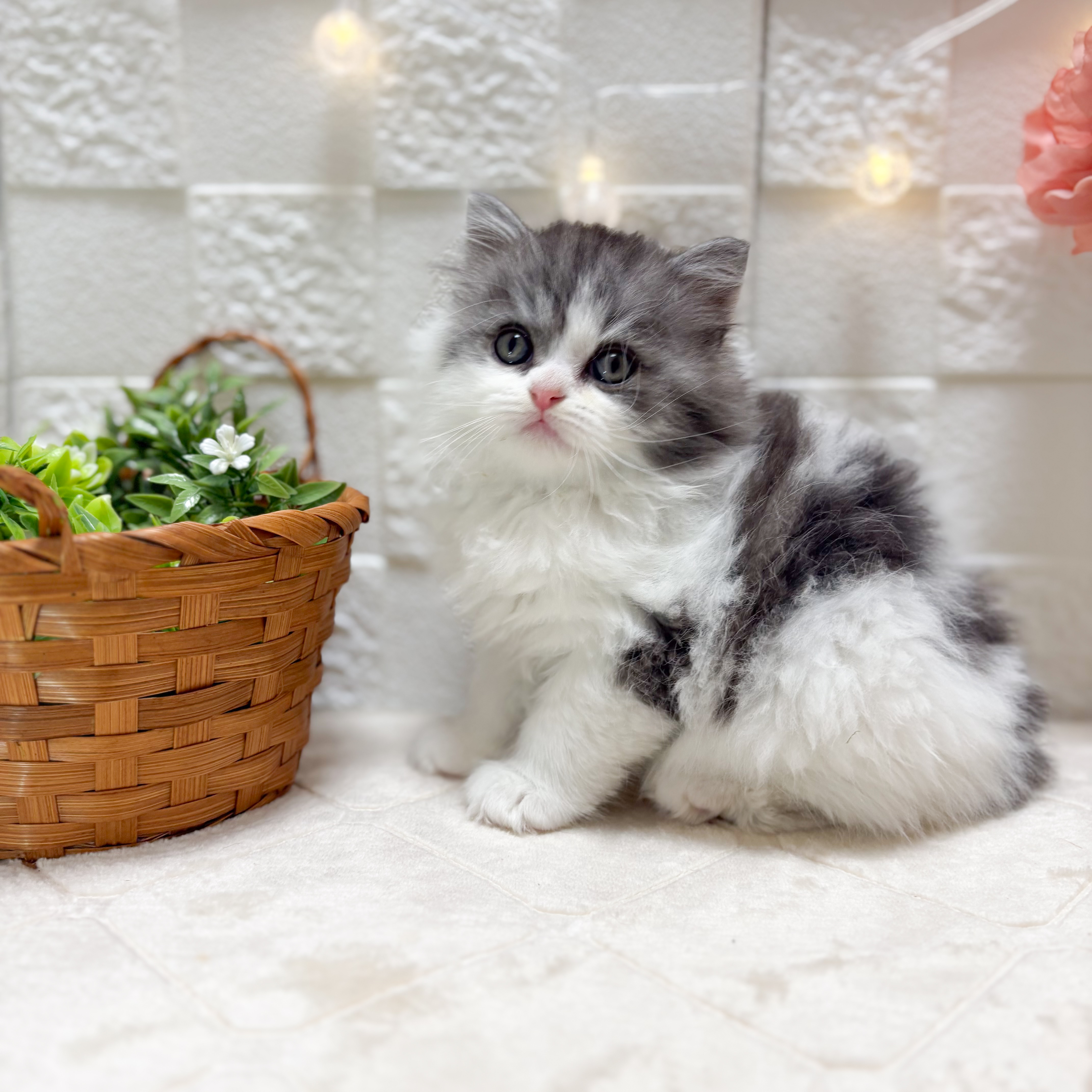 東京都のラガマフィン (犬の家＆猫の里ペットフォレスト小平店/2026年2月7日生まれ/男の子/シルバータビーホワイト)の子猫の1枚目の画像