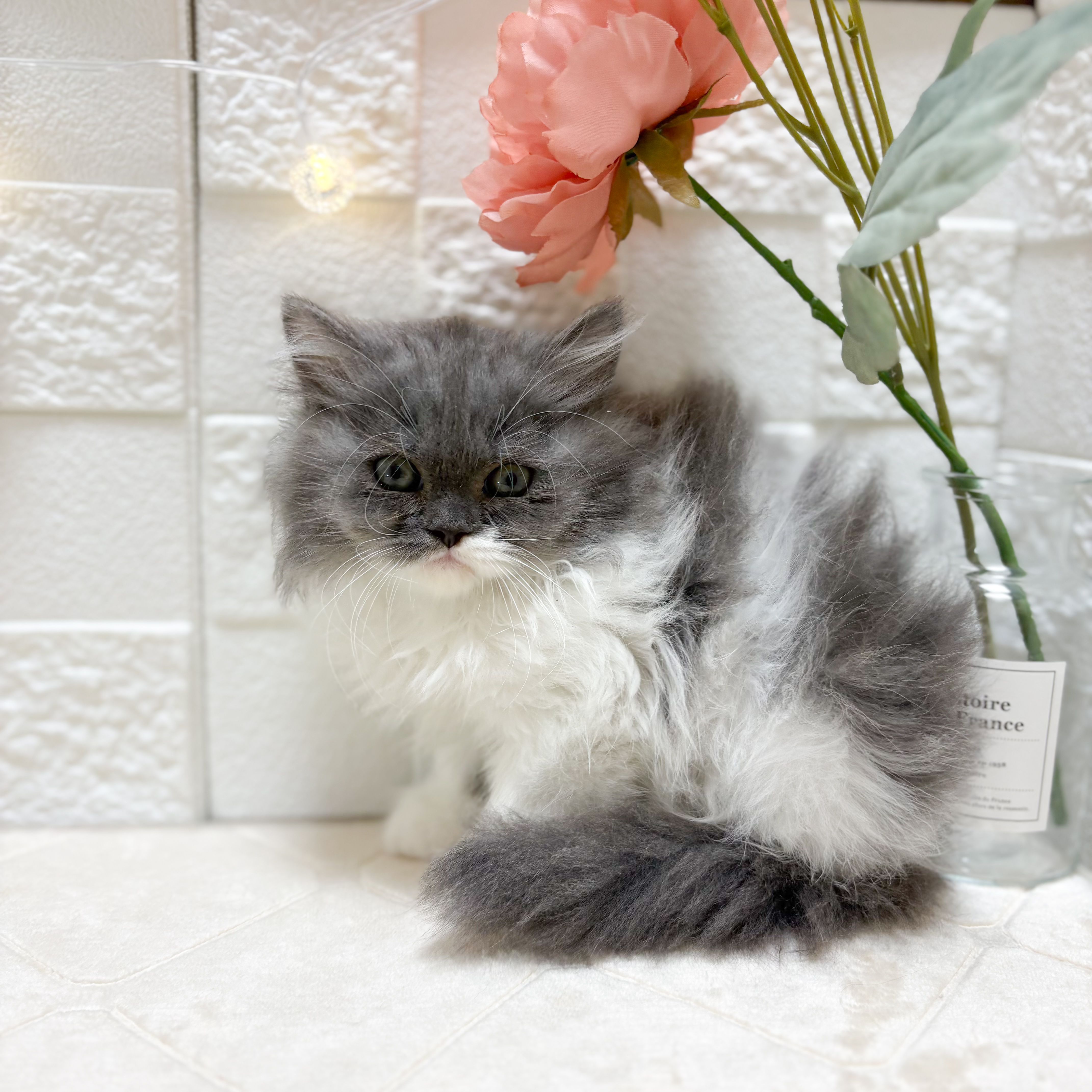 東京都のミヌエット (犬の家＆猫の里ペットフォレスト小平店/2026年2月9日生まれ/女の子/ブルータビーホワイト)の子猫の1枚目の画像