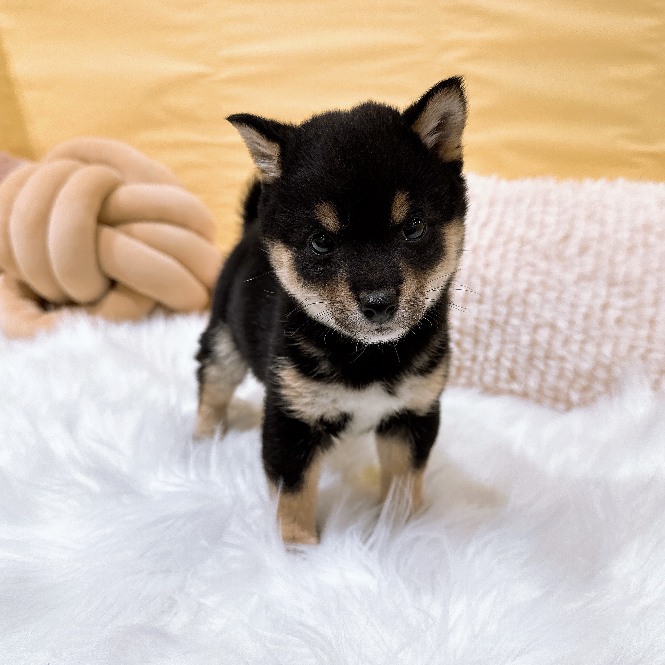 神奈川県の豆柴 (犬の家＆猫の里元住吉ブレーメン通り店/2026年2月10日生まれ/女の子/黒)の子犬の1枚目の画像