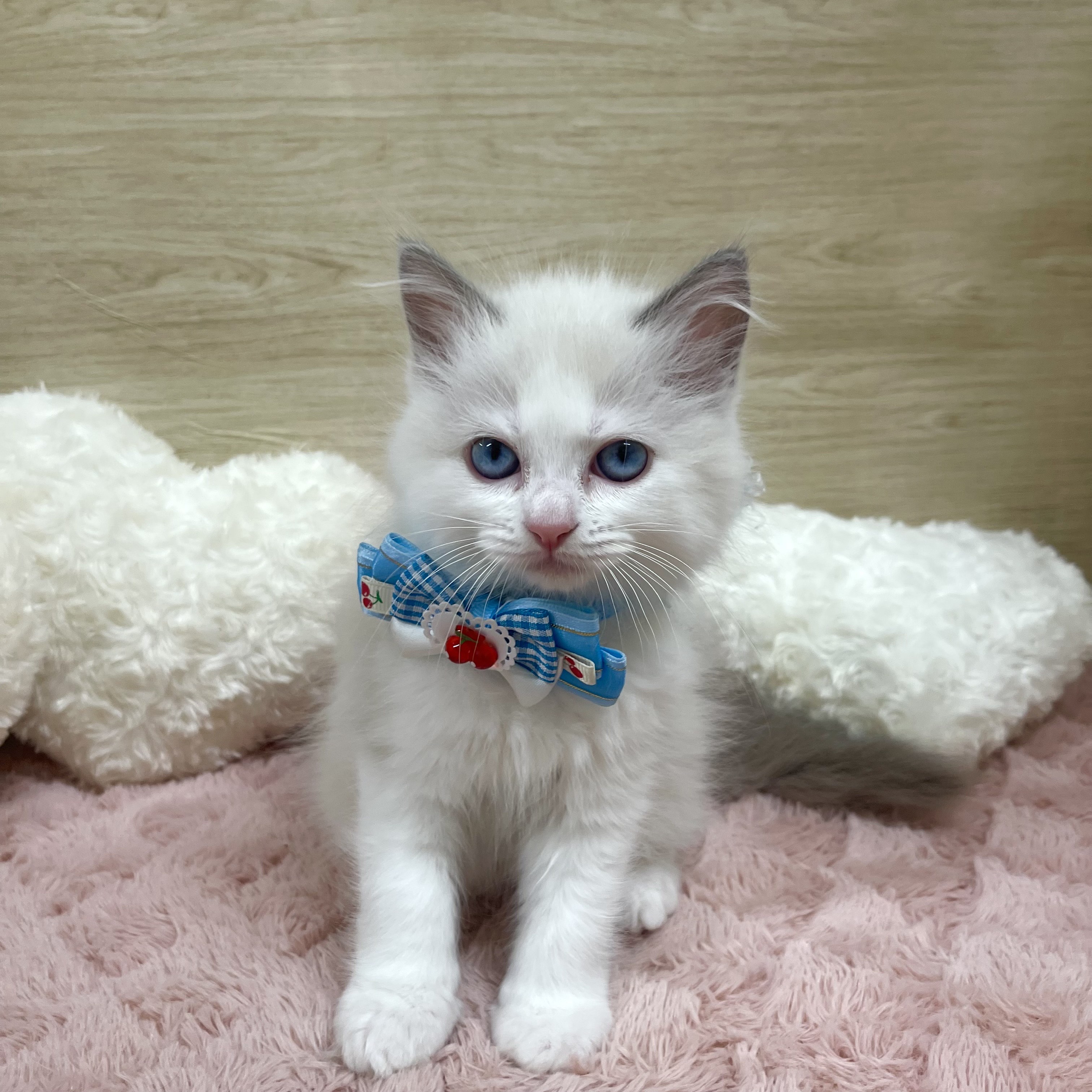 大阪府のラグドール (犬の家＆猫の里そよら東岸和田店/2025年6月18日生まれ/男の子/ブルーポイントバイカラー)の子猫の1枚目の画像