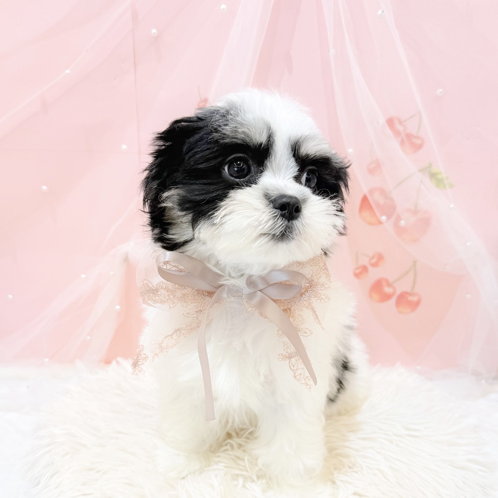 静岡県のマルズー/マルシーズ(マルチーズ×シーズー) (犬の家＆猫の里富士店/2025年3月2日生まれ/女の子/ホワイトブラック)の子犬