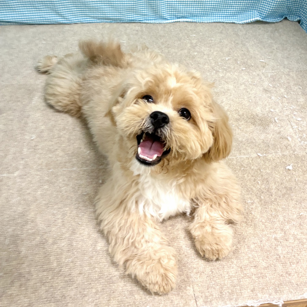 ハーフ犬男の子の写真