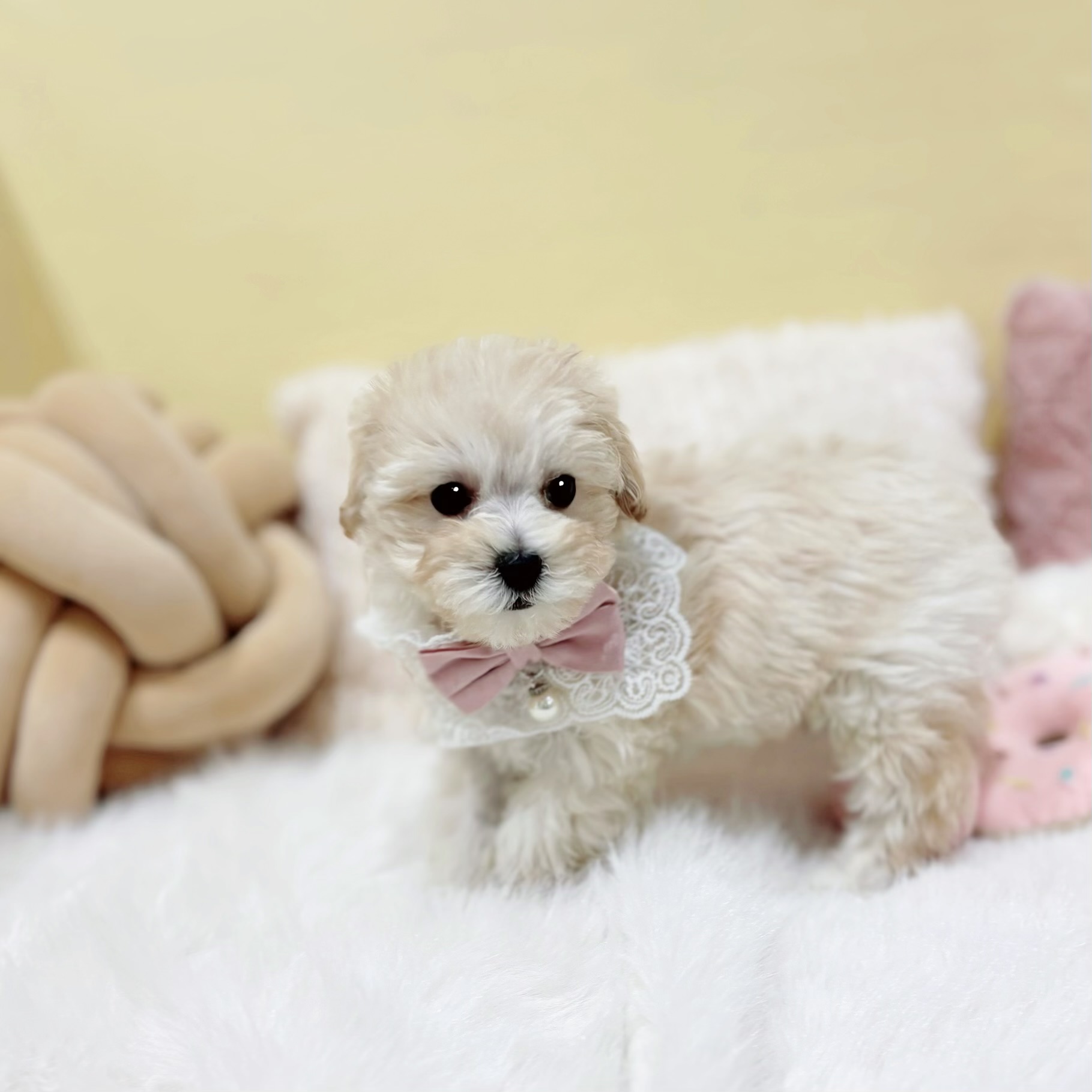 神奈川県のマルプー(マルチーズ×プードル) (犬の家＆猫の里元住吉ブレーメン通り店/2025年12月1日生まれ/女の子/クリーム)の子犬の1枚目の画像