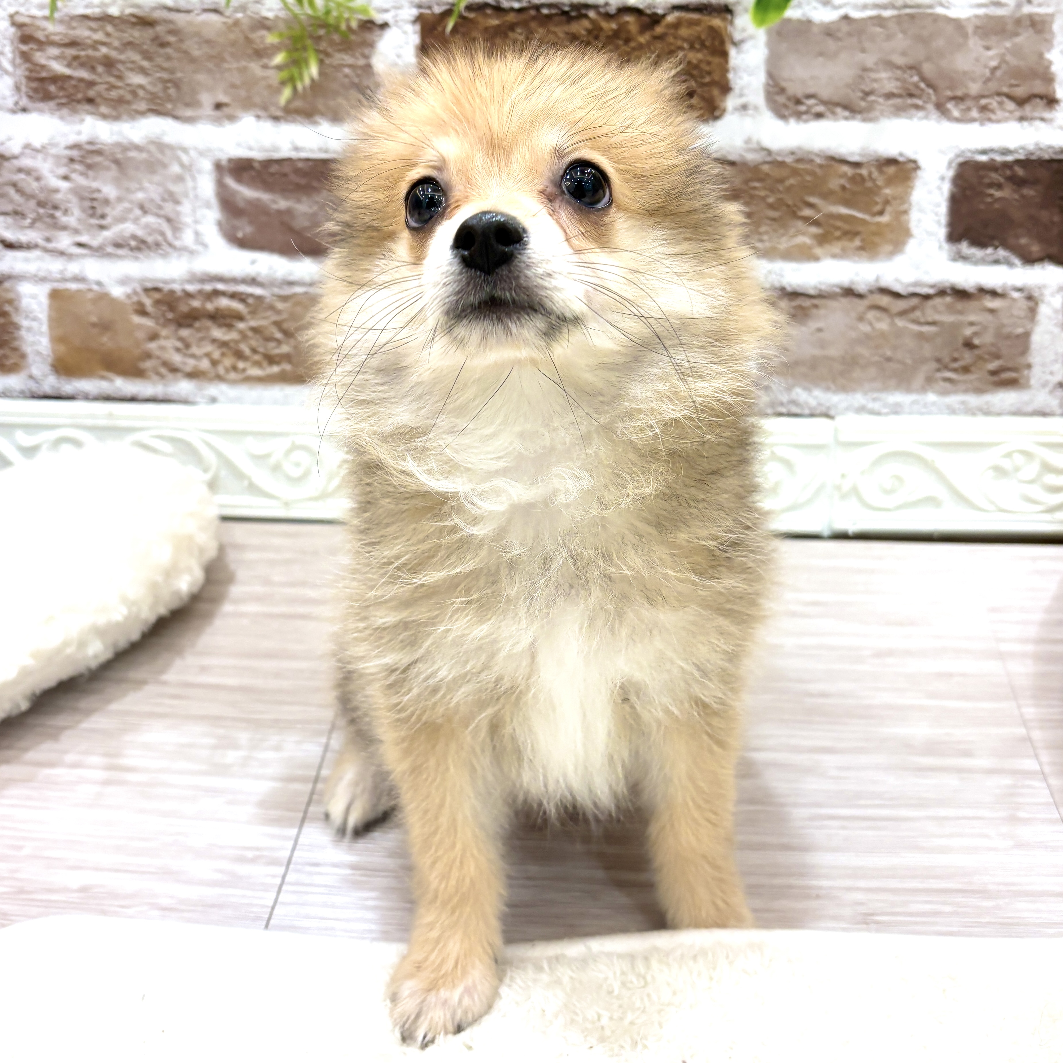 生体画像９