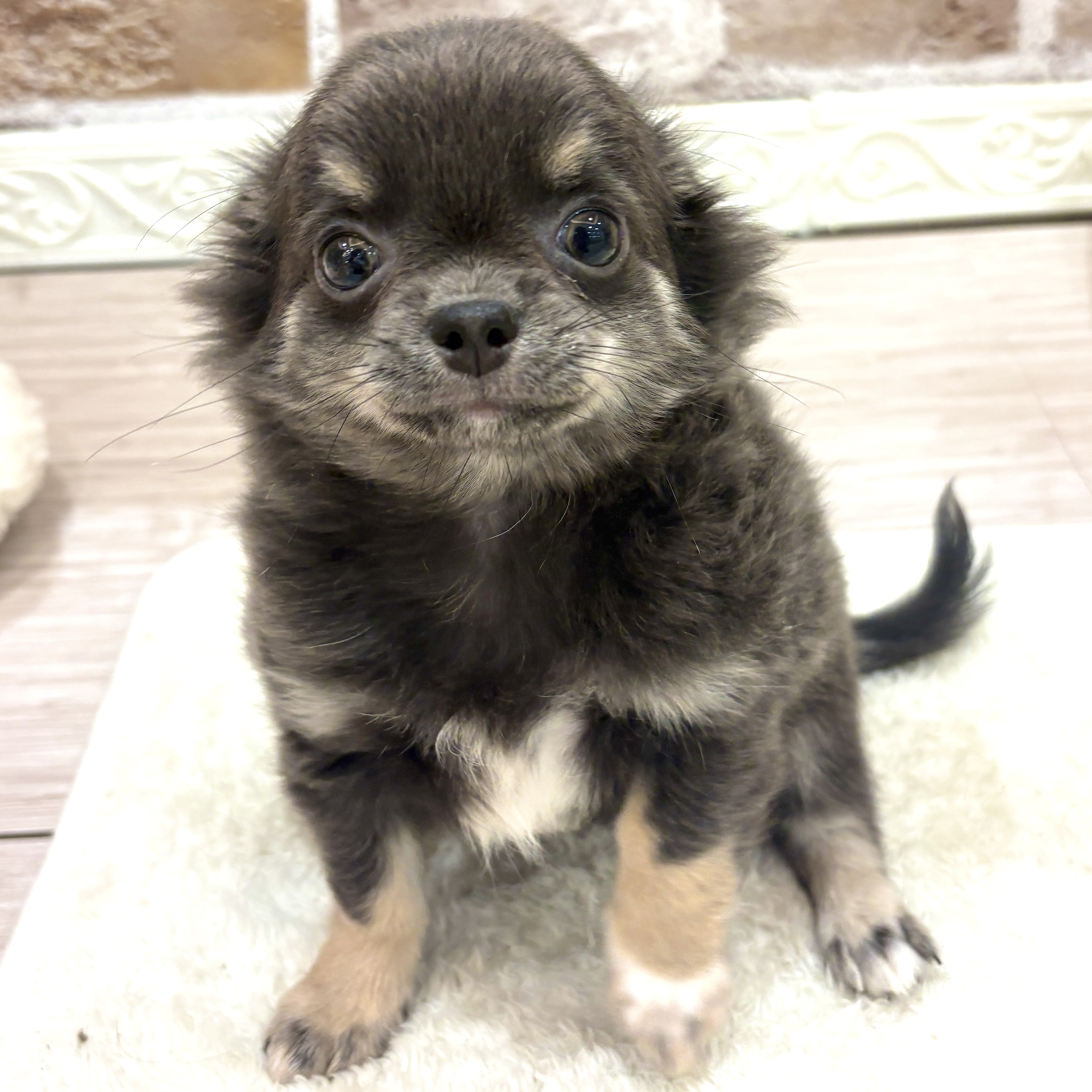 三重県のチワワ(ロング) (犬の家＆猫の里三重桑名店/2026年8月5日生まれ/男の子/ブルータン)の子犬の1枚目の画像