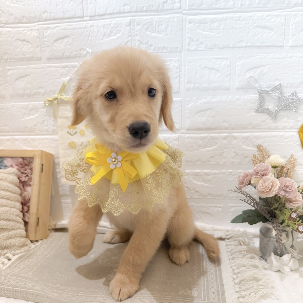 静岡県のゴールデンレトリバー (犬の家＆猫の里富士店/2025年6月22日生まれ/女の子/ゴールデン)の子犬の1枚目の画像