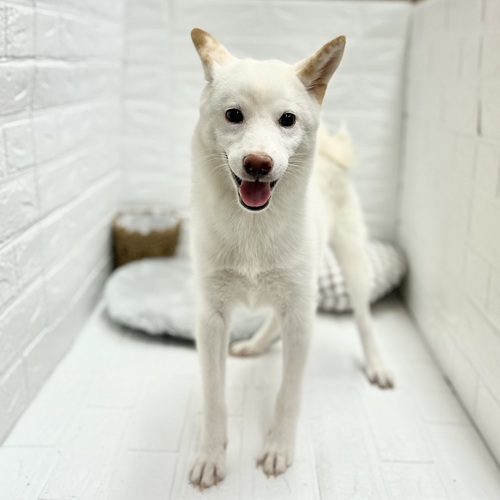 愛知県の柴犬(標準サイズ) (犬の家＆猫の里豊川インター店/2024年10月27日生まれ/男の子/白)の子犬の1枚目の画像