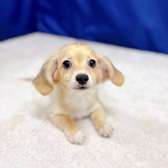 愛知県のチワックス(チワワ×ダックス) (犬の家＆猫の里一宮店/2025年9月28日生まれ/男の子/フォーン)の子犬の1枚目の画像