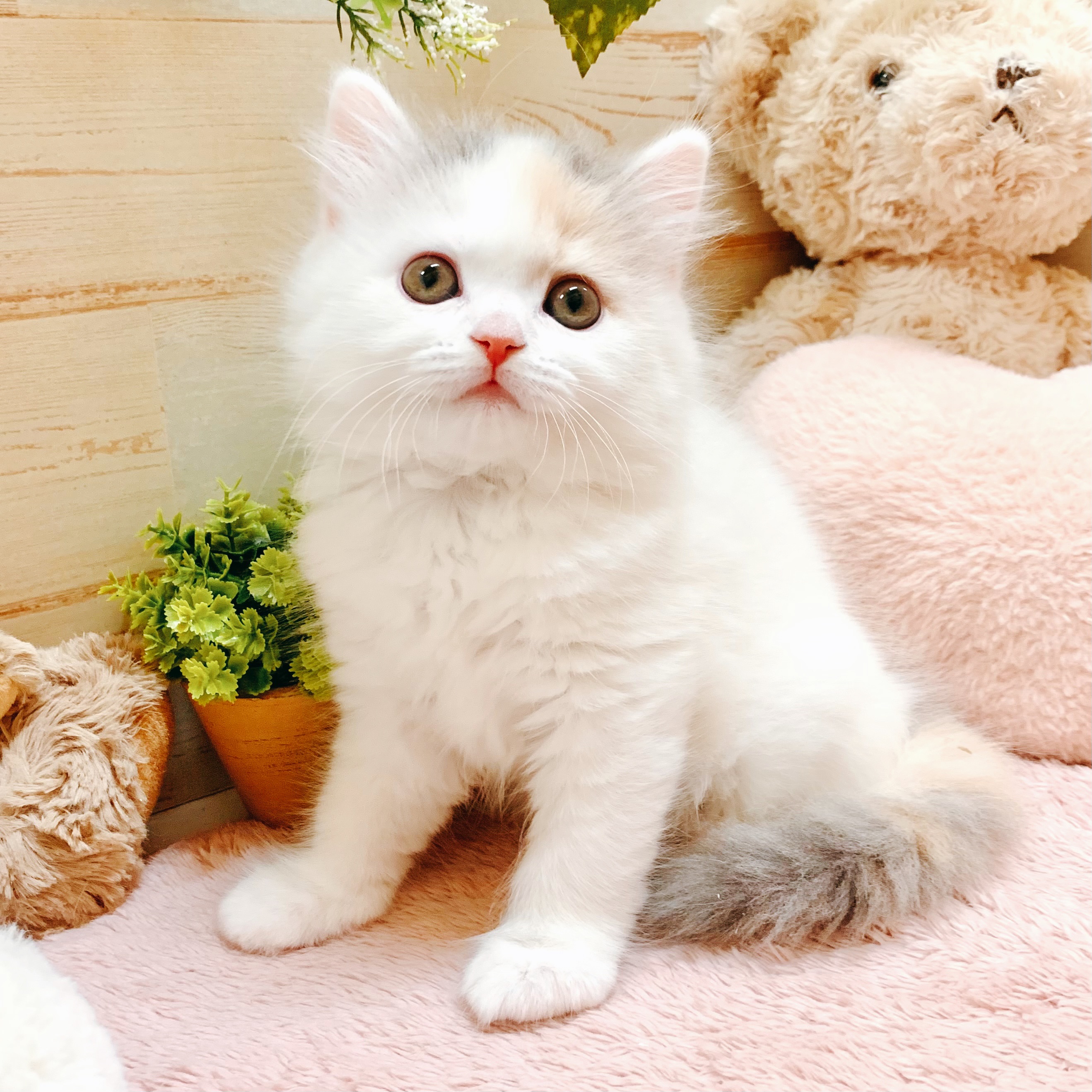 兵庫県のマンチカン (犬の家＆猫の里神戸店/2026年2月6日生まれ/女の子/ダイリュートキャリコ)の子猫の1枚目の画像