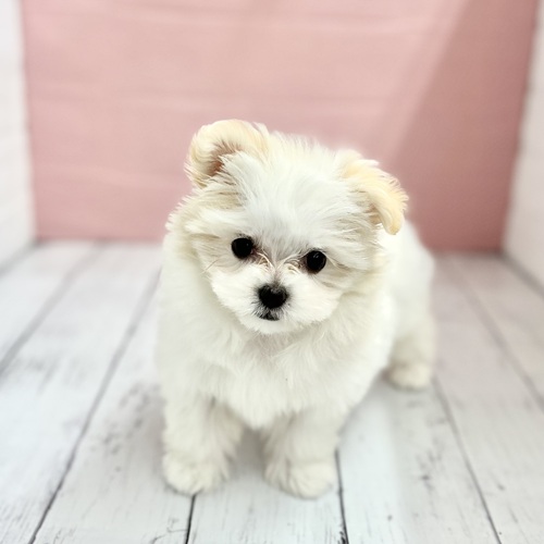 ハーフ犬の写真