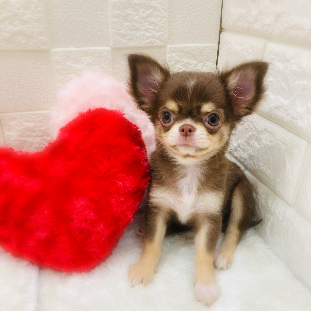 チワワ（ロング）女の子の写真