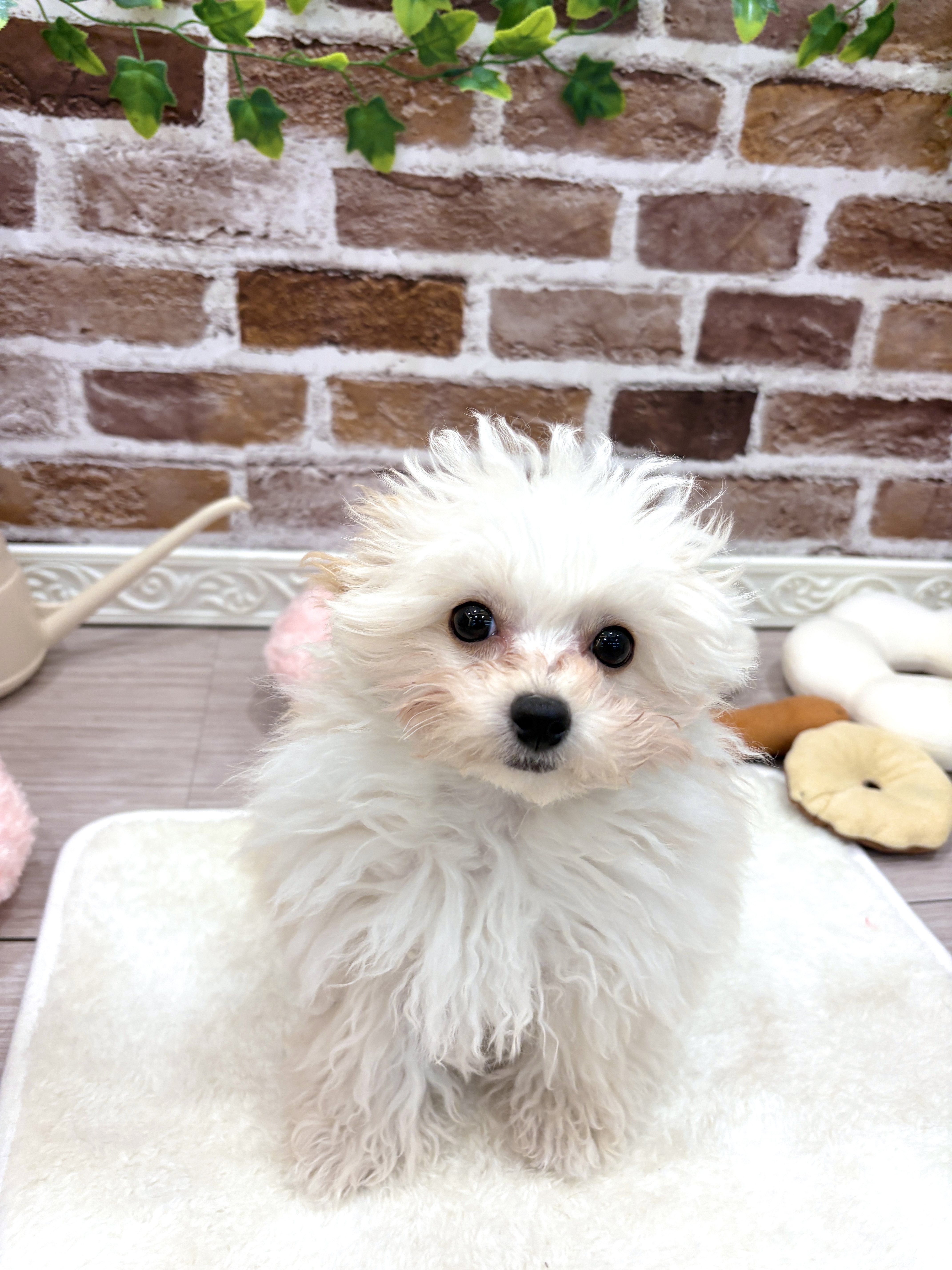 三重県のチワプー/プーチー(チワワ×プードル) (犬の家＆猫の里三重桑名店/2025年10月28日生まれ/女の子/クリームホワイト)の子犬の1枚目の画像