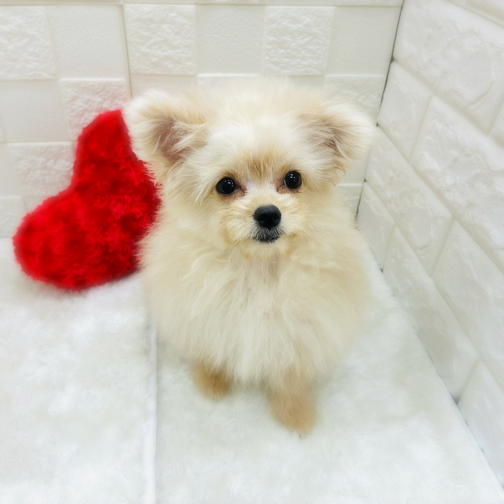 愛知県のポメプー(ポメラニアン×プードル) (犬の家＆猫の里アミーゴ神の倉店/2025年8月2日生まれ/女の子/クリーム)の子犬の1枚目の画像