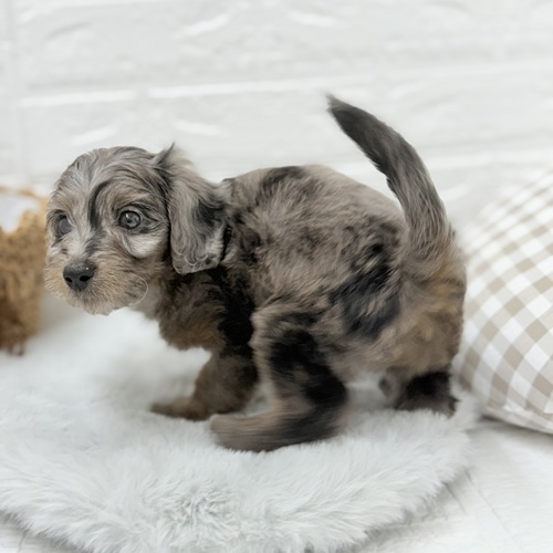 2025年7月19日生まれのダップー(ダックス×プードル)の9枚目の写真