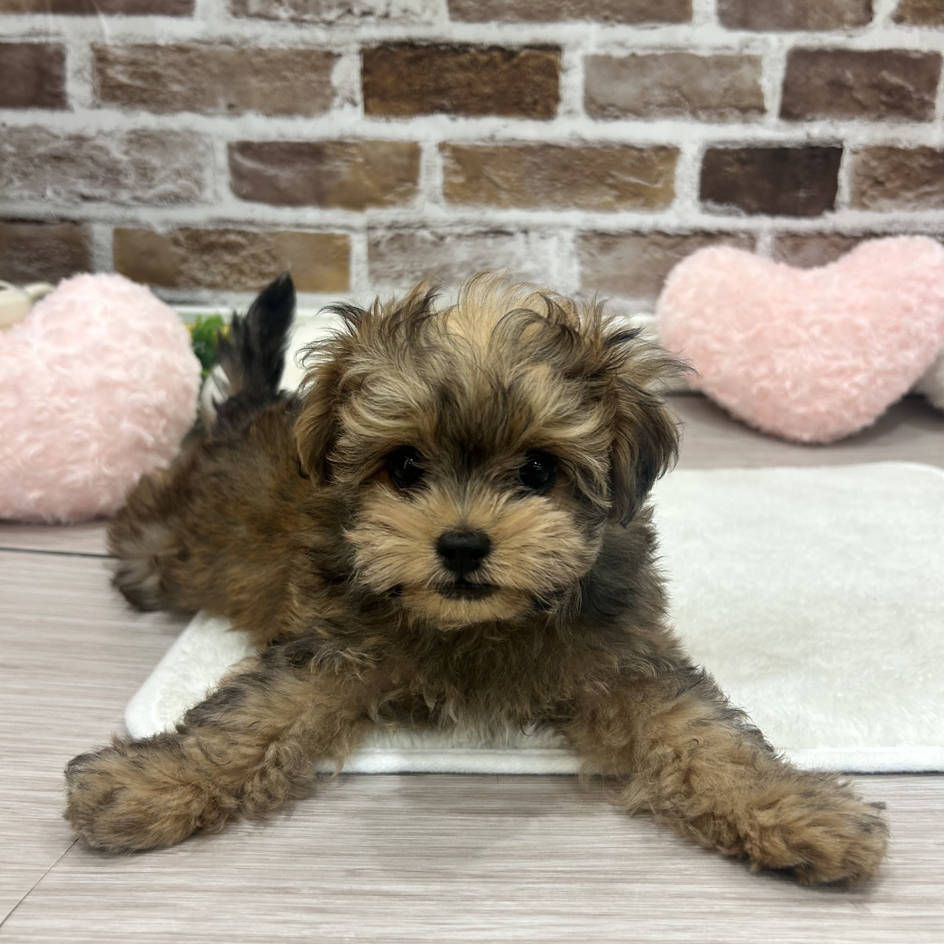 三重県のチワプー/プーチー(チワワ×プードル) (犬の家＆猫の里三重桑名店/2026年2月12日生まれ/男の子/レッド)の子犬の1枚目の画像