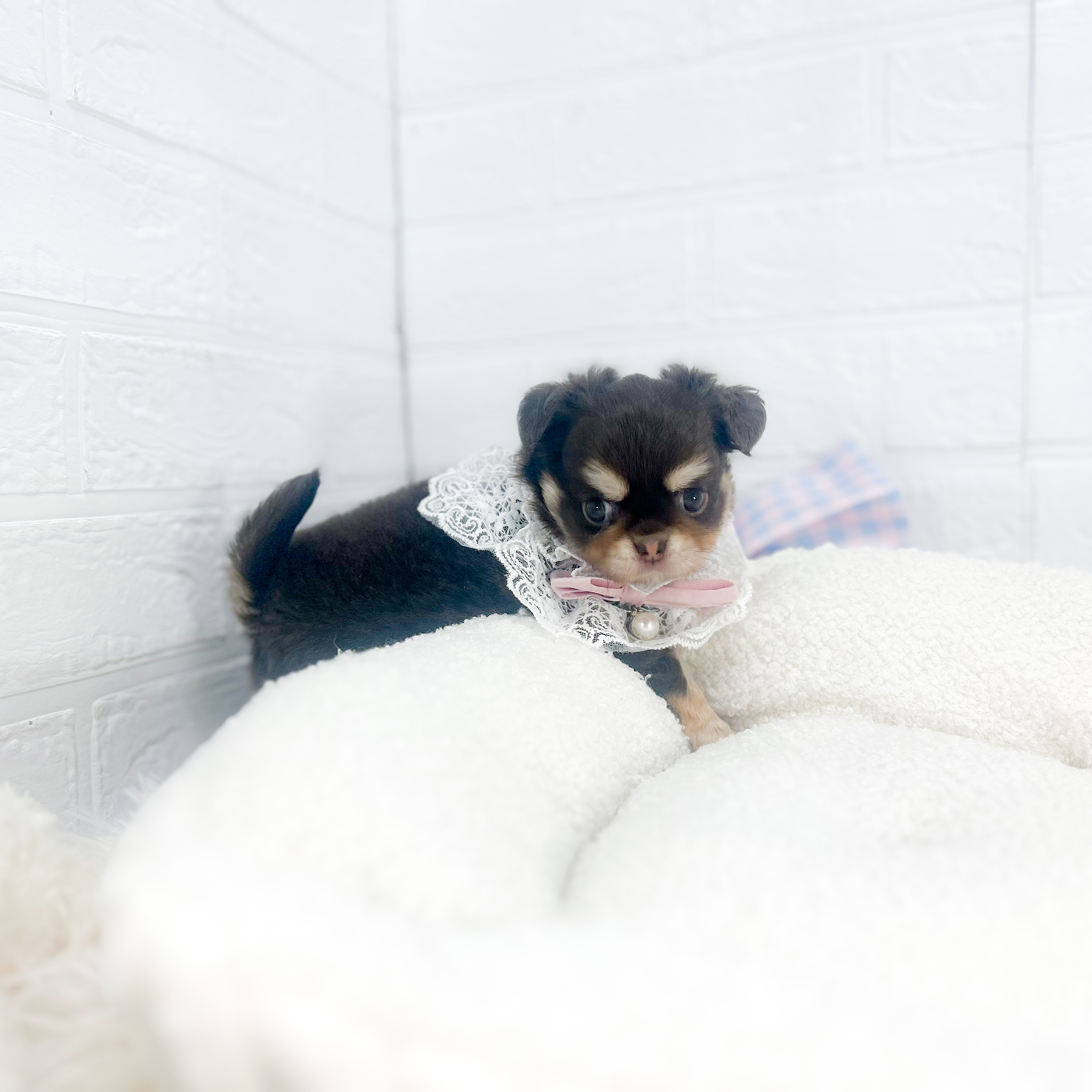 2025年7月1日生まれのチワワ(ロング)の9枚目の写真