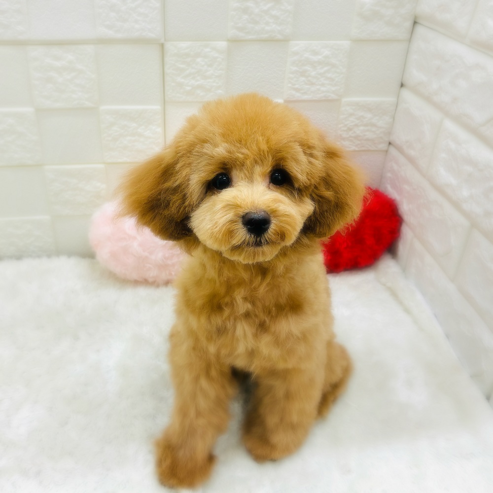 愛知県のトイプードル(トイ) (犬の家＆猫の里アミーゴ神の倉店/2025年9月14日生まれ/男の子/レッド)の子犬の1枚目の画像