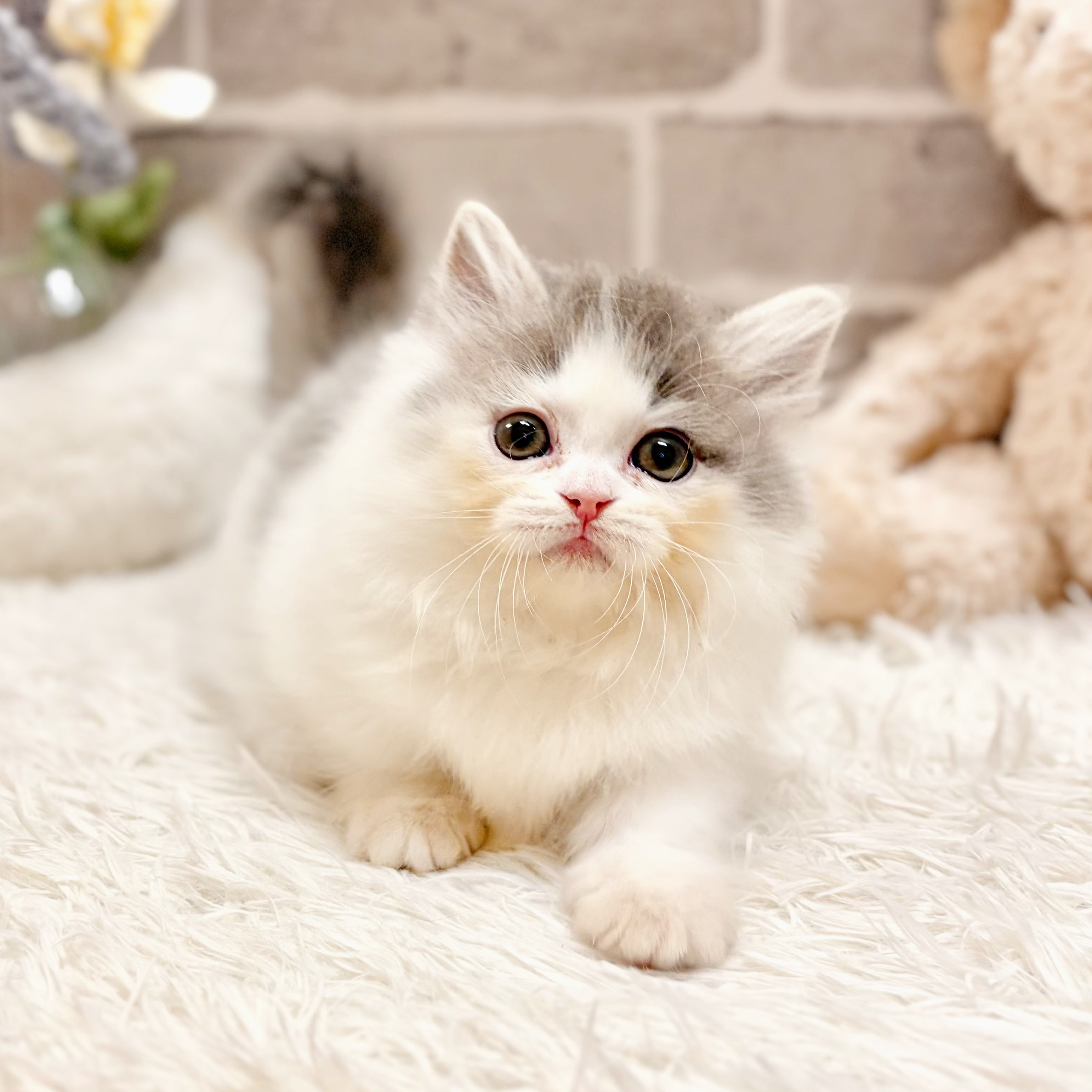 生体画像９