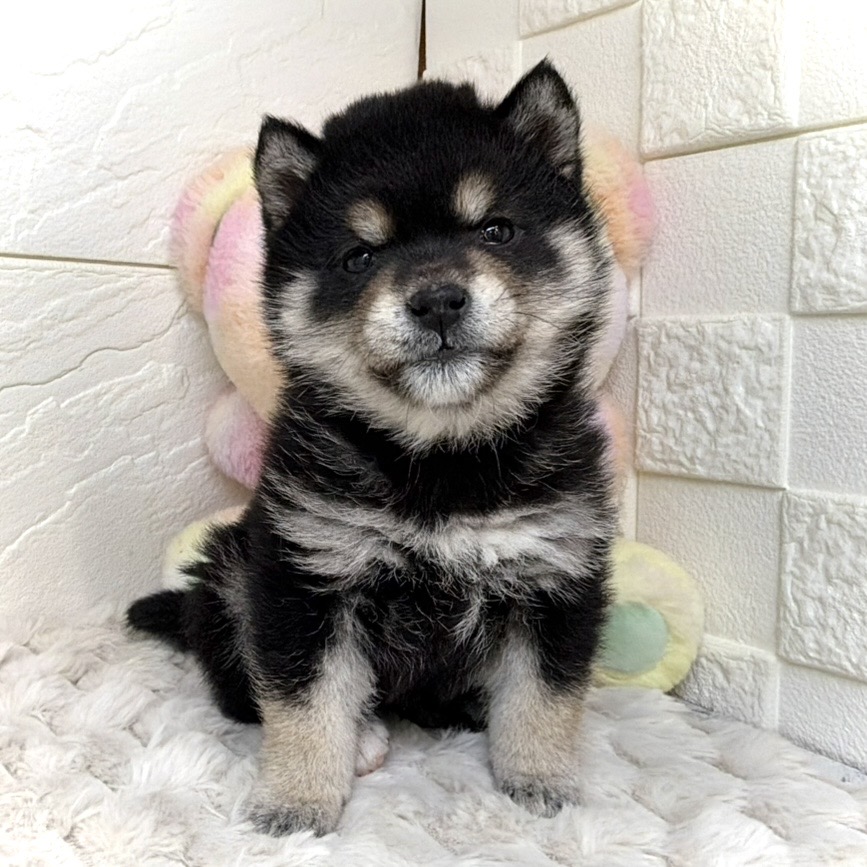 兵庫県の豆柴 (犬の家＆猫の里ゆめタウン姫路店/2025年11月28日生まれ/女の子/黒)の子犬