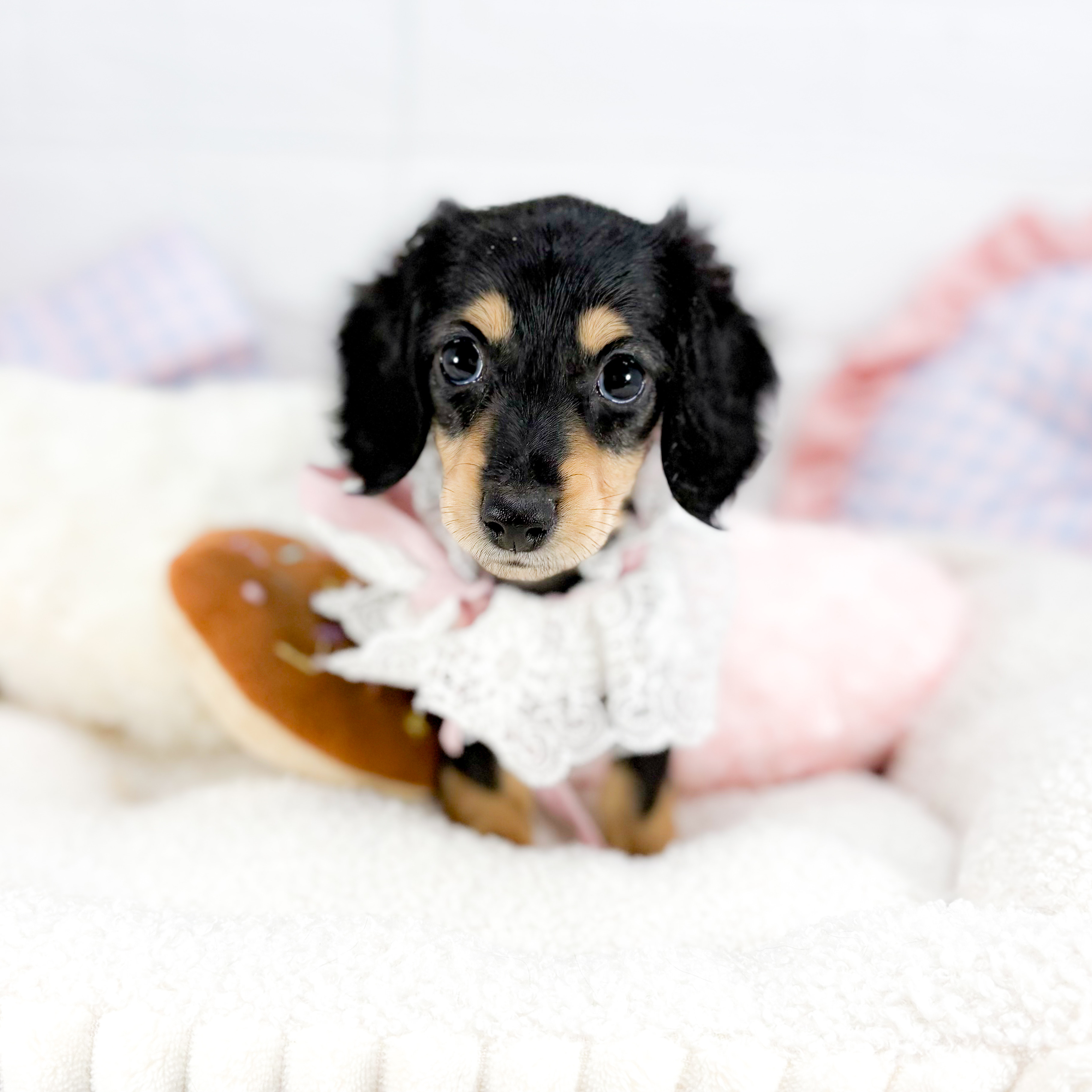 神奈川県のミニチュアダックスフンド(ロング) (犬の家＆猫の里元住吉ブレーメン通り店/2025年8月24日生まれ/女の子/ブラックタン)の子犬の1枚目の画像