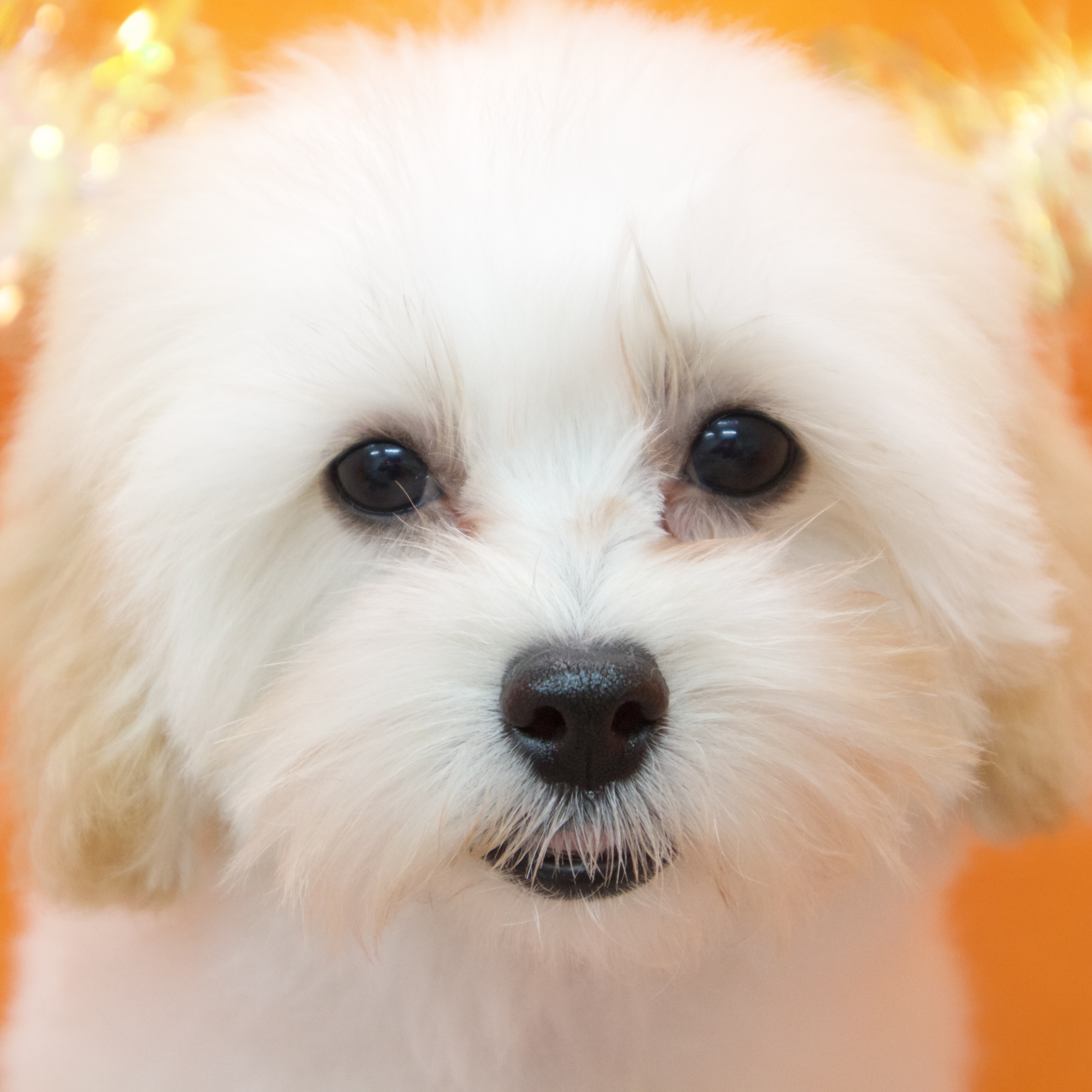 大阪府のマルプー(マルチーズ×プードル) (犬の家＆猫の里吹田店/2025年7月19日生まれ/女の子/クリーム)の子犬の1枚目の画像