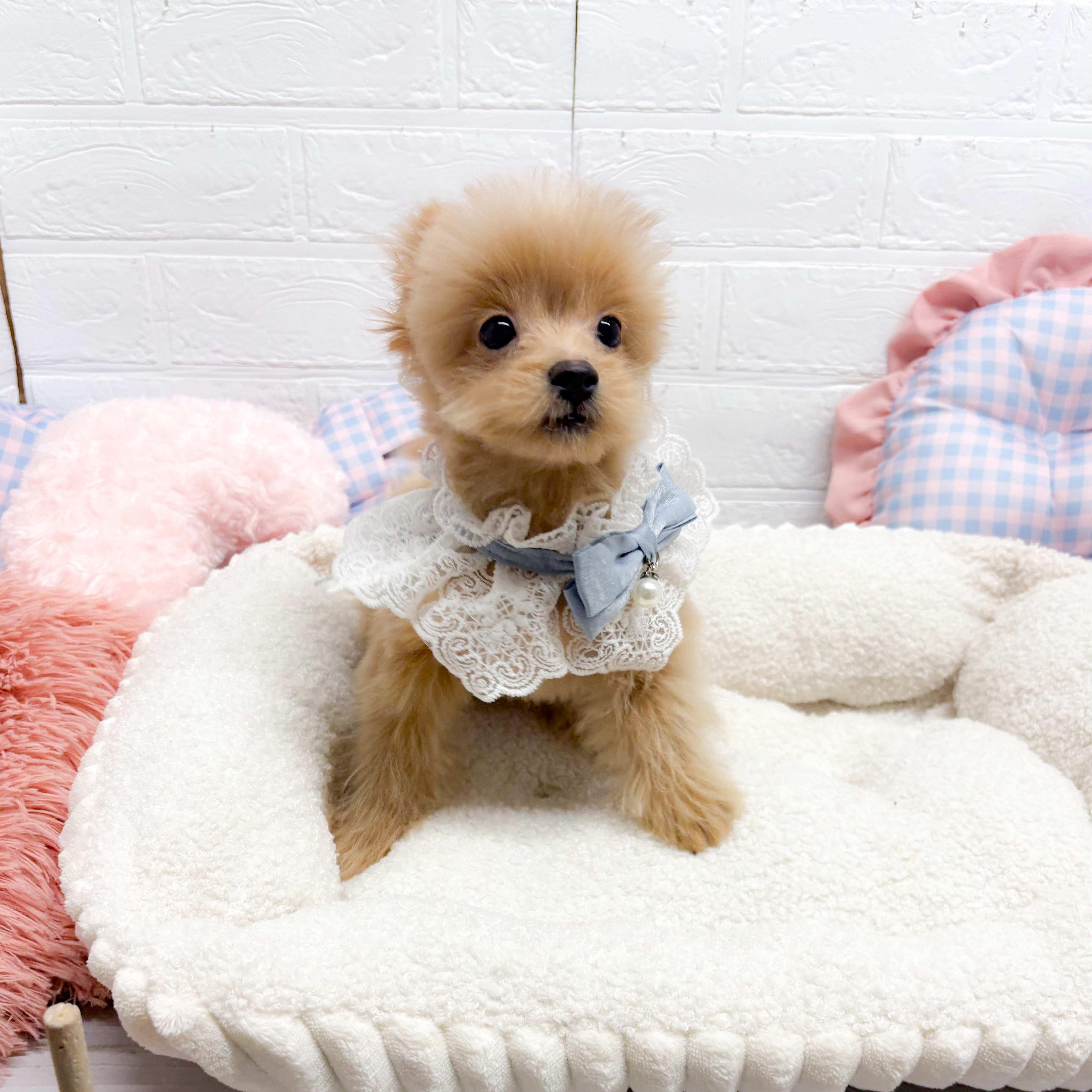 神奈川県のポメプー(ポメラニアン×プードル) (犬の家＆猫の里元住吉ブレーメン通り店/2025年7月13日生まれ/男の子/アプリコット)の子犬の1枚目の画像