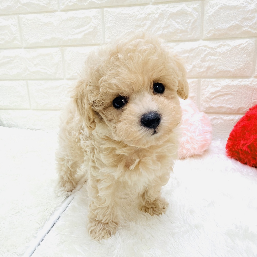 愛知県のトイプードル(トイ) (犬の家＆猫の里アミーゴ神の倉店/2026年8月18日生まれ/女の子/ペールフォーン)の子犬の1枚目の画像