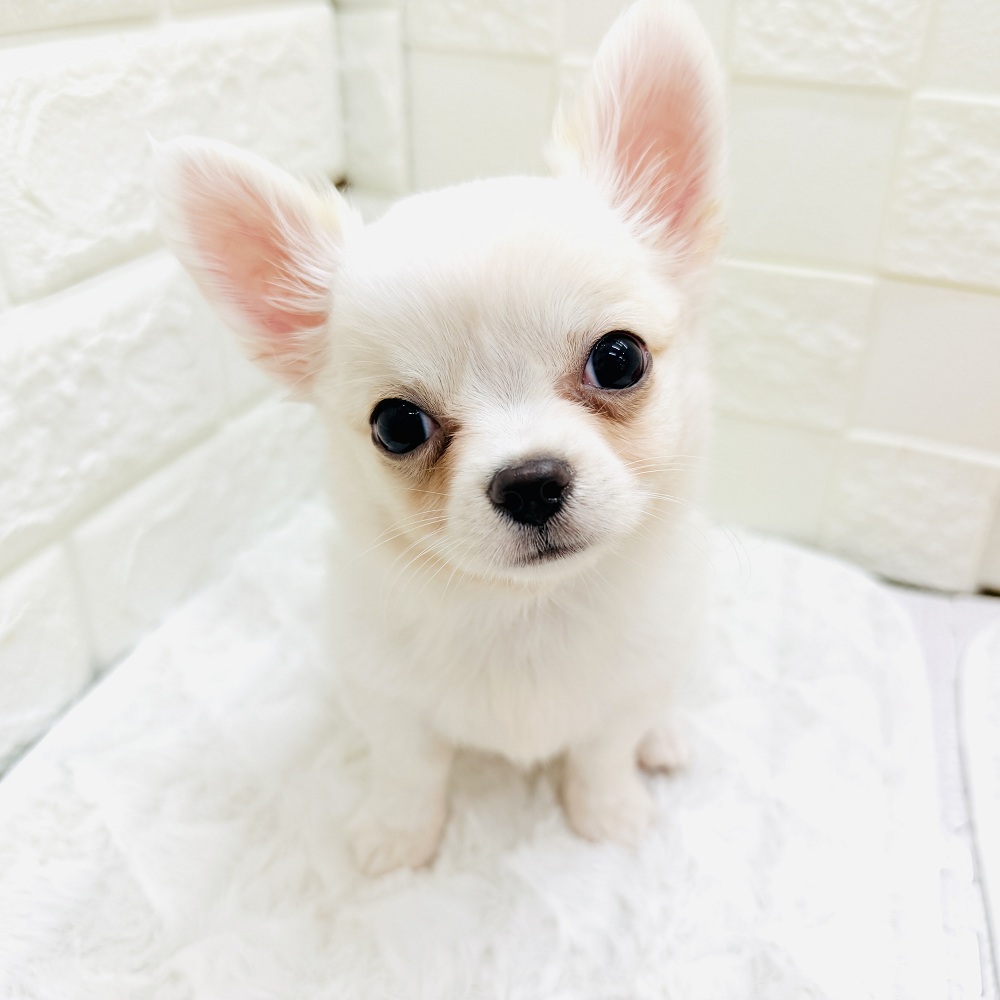 愛知県のチワワ(ロング) (犬の家＆猫の里アミーゴ神の倉店/2026年3月2日生まれ/男の子/クリーム)の子犬の1枚目の画像
