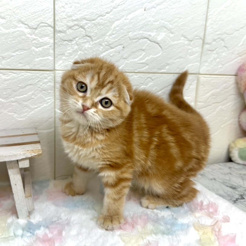 スコティッシュフォールド女の子の写真