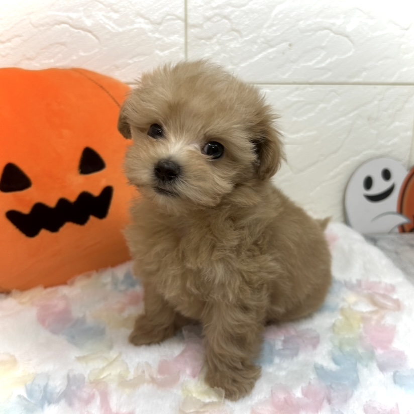 兵庫県のマルプー(マルチーズ×プードル) (犬の家＆猫の里ゆめタウン姫路店/2025年8月22日生まれ/女の子/アプリコット)の子犬の1枚目の画像