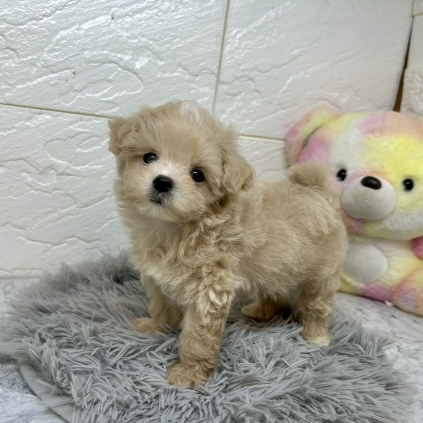 兵庫県のマルプー(マルチーズ×プードル) (犬の家＆猫の里ゆめタウン姫路店/2025年6月14日生まれ/男の子/クリーム)の子犬