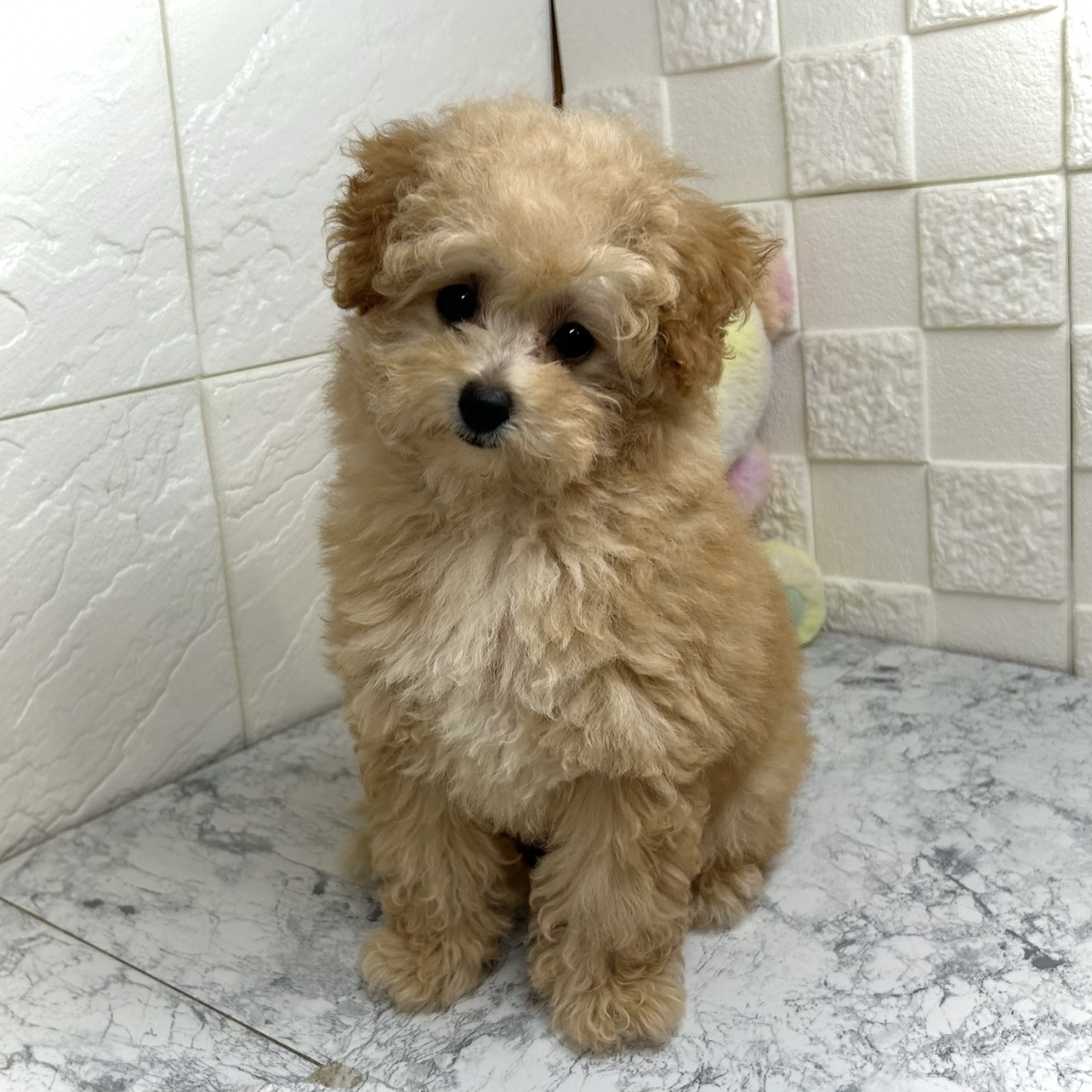 兵庫県のトイプードル(トイ) (犬の家＆猫の里ゆめタウン姫路店/2025年4月23日生まれ/女の子/オレンジフォーン)の子犬の1枚目の画像