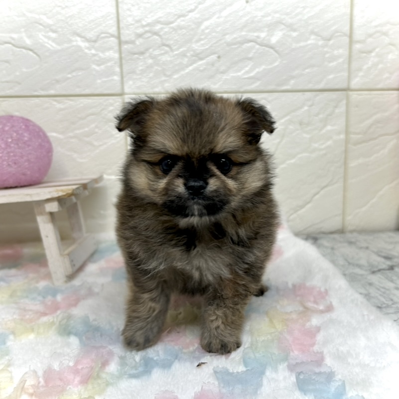 兵庫県のポメチワ/チワポメ/ポメチー(ポメラニアン×チワワ) (犬の家＆猫の里ゆめタウン姫路店/2025年10月29日生まれ/男の子/オレンジセーブル)の子犬