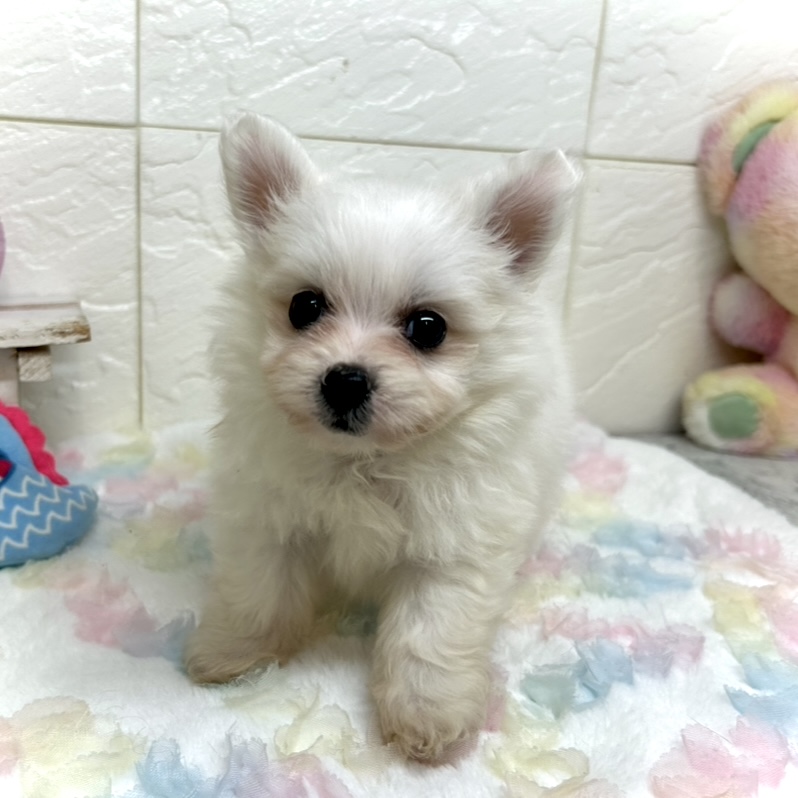 兵庫県のポメビション(ポメラニアン×ビションフリーゼ) (犬の家＆猫の里ゆめタウン姫路店/2025年9月6日生まれ/女の子/ホワイト)の子犬の1枚目の画像