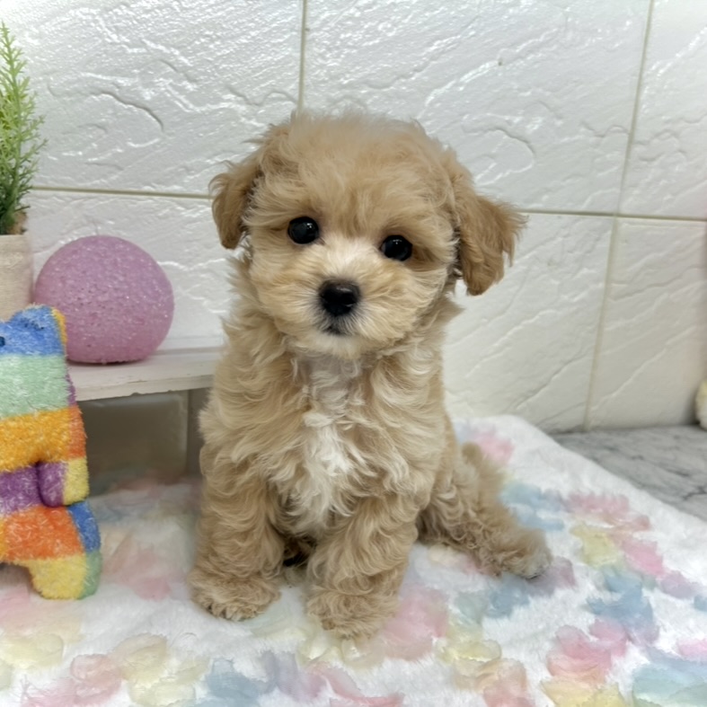 兵庫県のマルプー(マルチーズ×プードル) (犬の家＆猫の里ゆめタウン姫路店/2025年9月9日生まれ/男の子/クリーム)の子犬