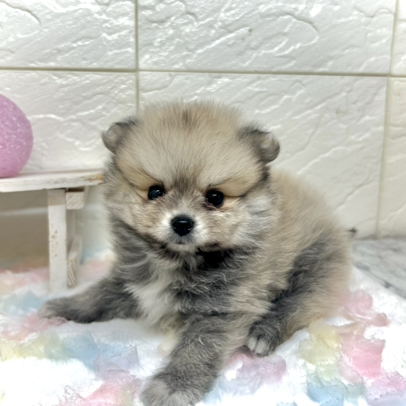 ポメラニアン男の子の写真